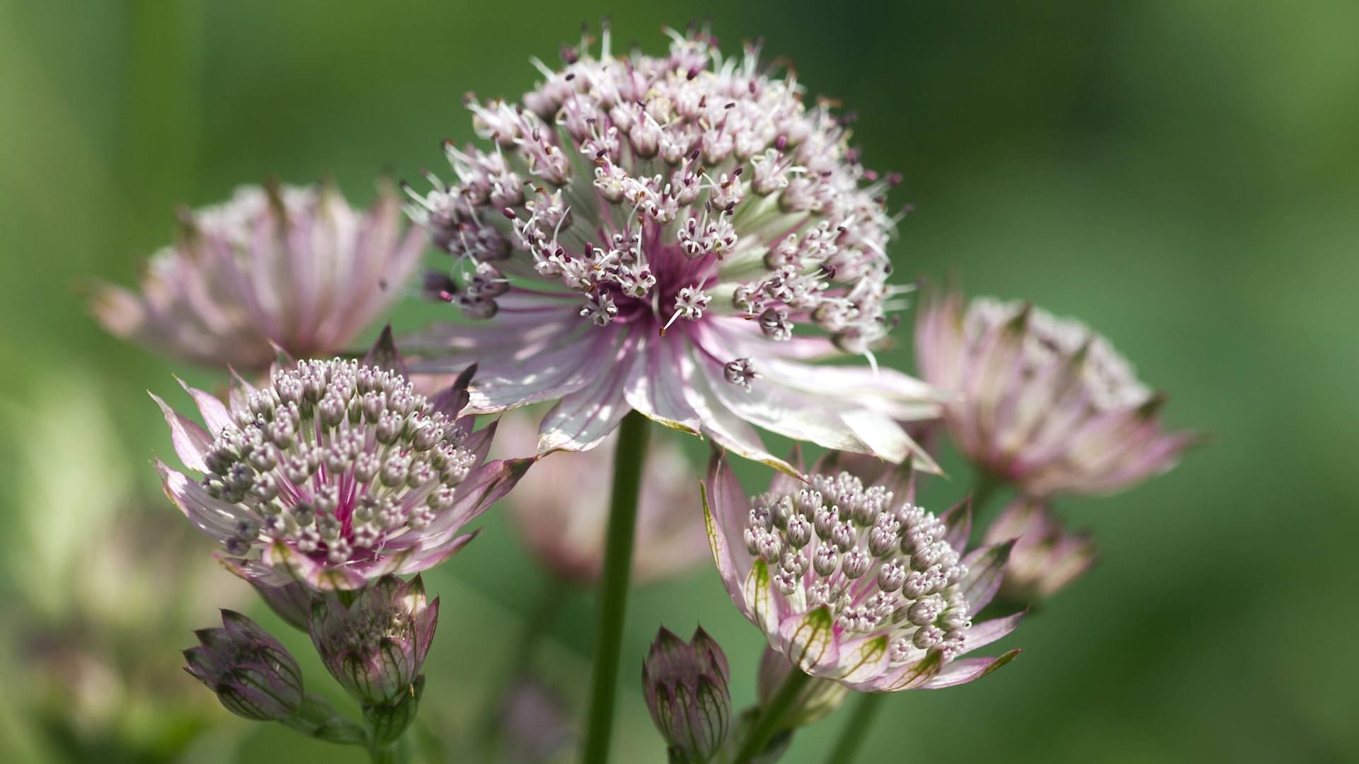 Große Sterndolde (Astrantia major): Die attraktive Staude blüht besonders intensiv.