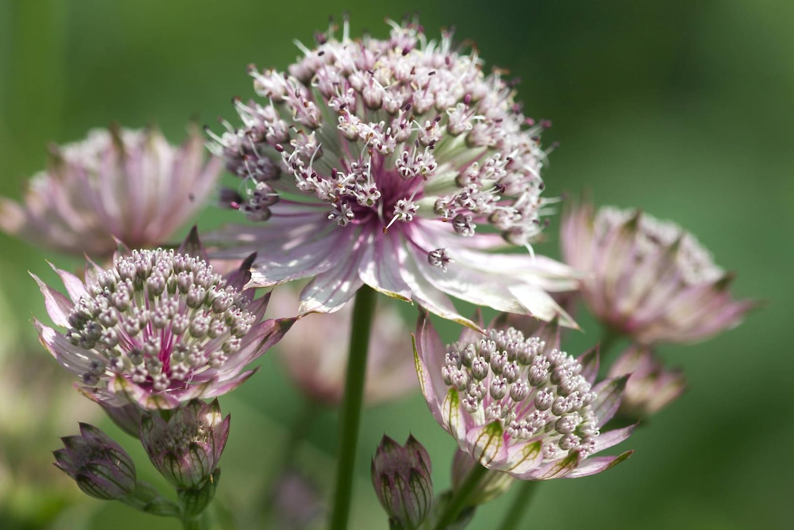 Große Sterndolde (Astrantia major): Die attraktive Staude blüht besonders intensiv.