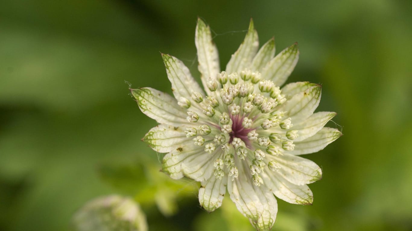 Große Sterndolde (Astrantia major): Einige Sorten blühen in den Farben Weiß und Grün.
