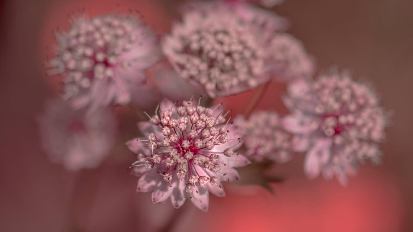 Große Sterndolde (Astrantia major): Die Sorte 'Sparkling Stars Pink' blüht rosafarben.