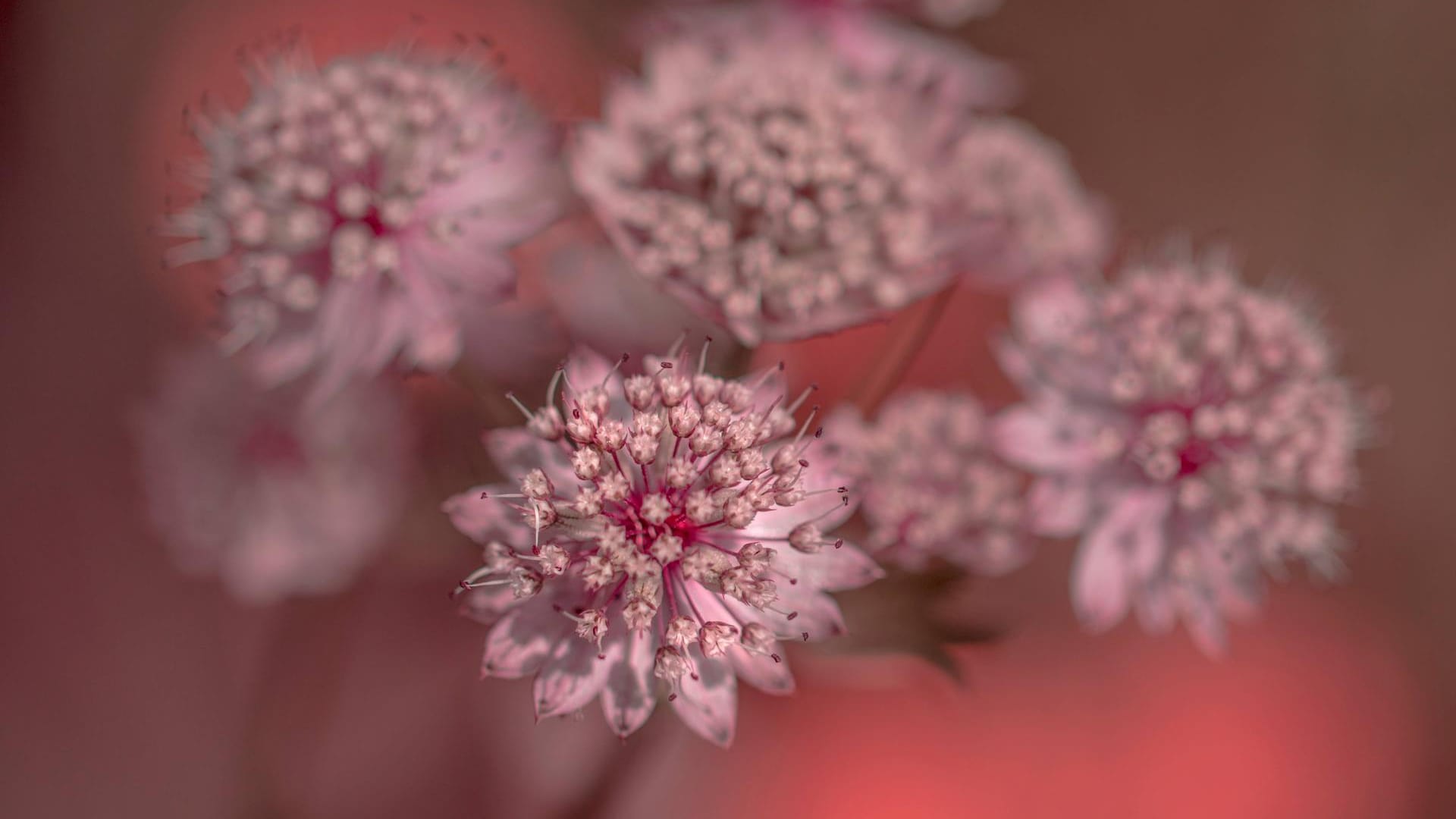 Große Sterndolde (Astrantia major): Die Sorte 'Sparkling Stars Pink' blüht rosafarben.