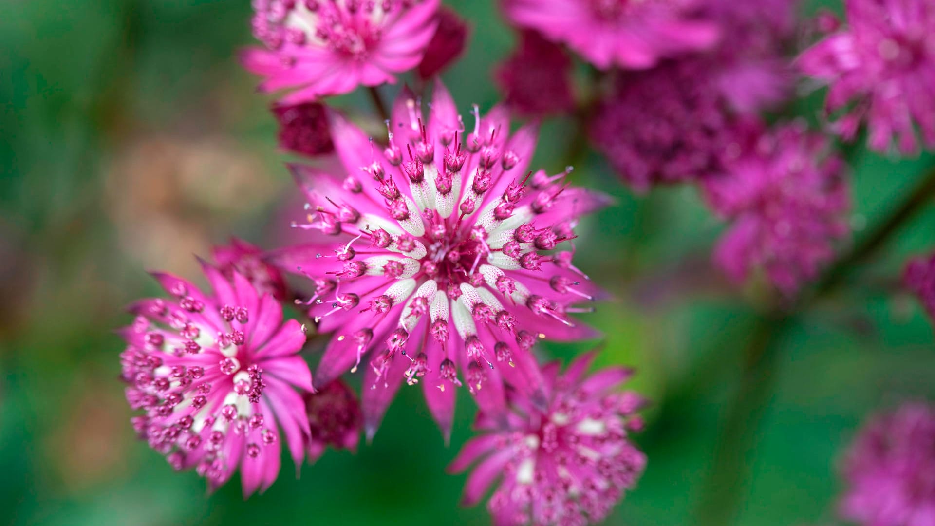 Große Sterndolde (Astrantia major): Zu den rotblühenden Sorten gehört die Sorte'Ruby Wedding'.