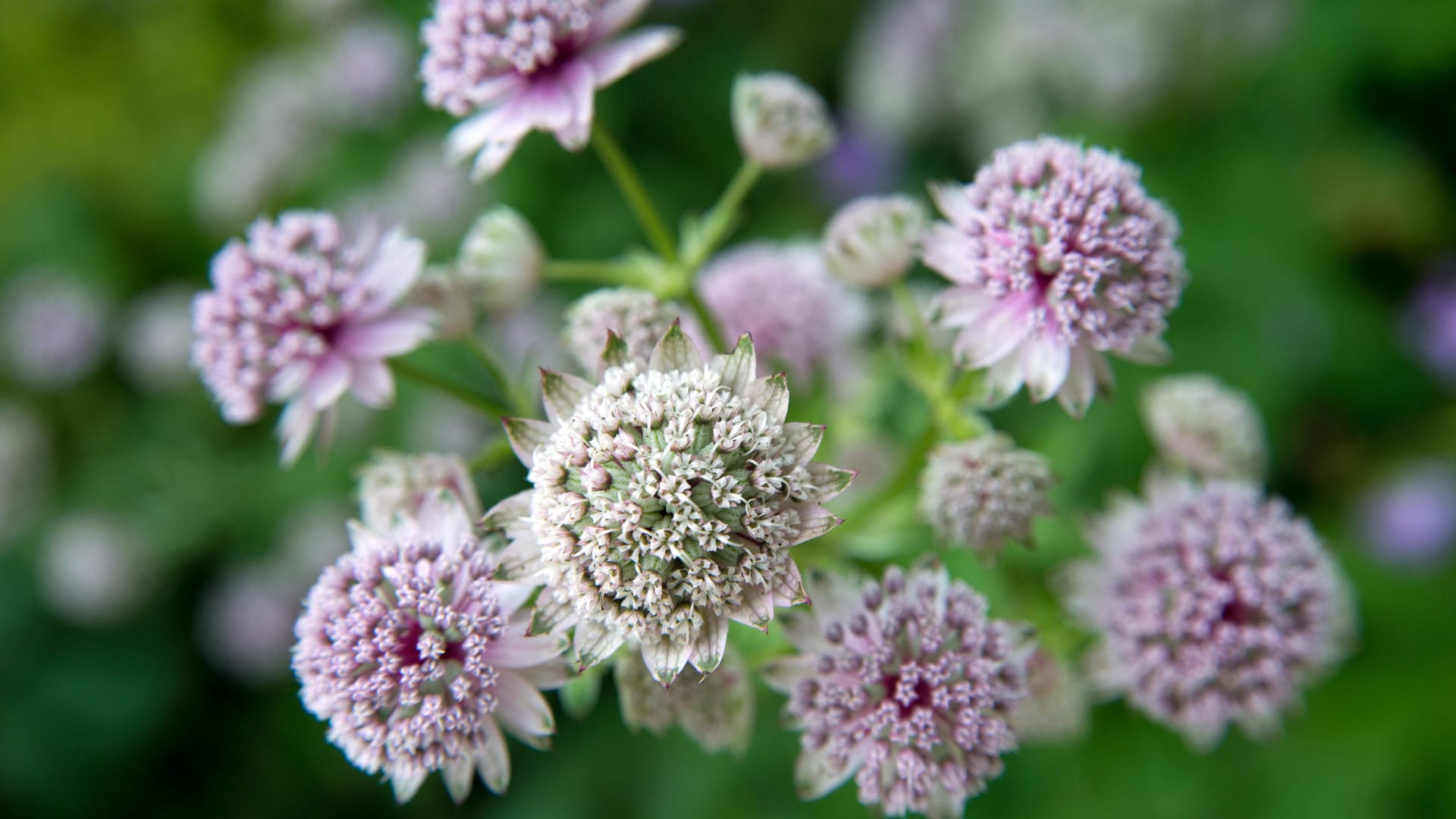 Große Sterndolde (Astrantia major): Sie trägt eine Blüte mit einem regelmäßigen Kranz aus Hüllblättern über dem die Einzelblüten wie eine Halbkugel angeordnet sind.