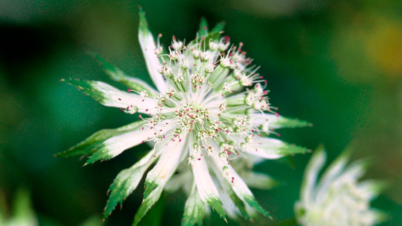 Große Sterndolde (Astrantia major): Ein Tipp für schattige Standorte ist die Sorte 'Shaggy'. Ihre weißen Blüten bringen etwas mehr Helligkeit in dunklere Gartenbereiche.