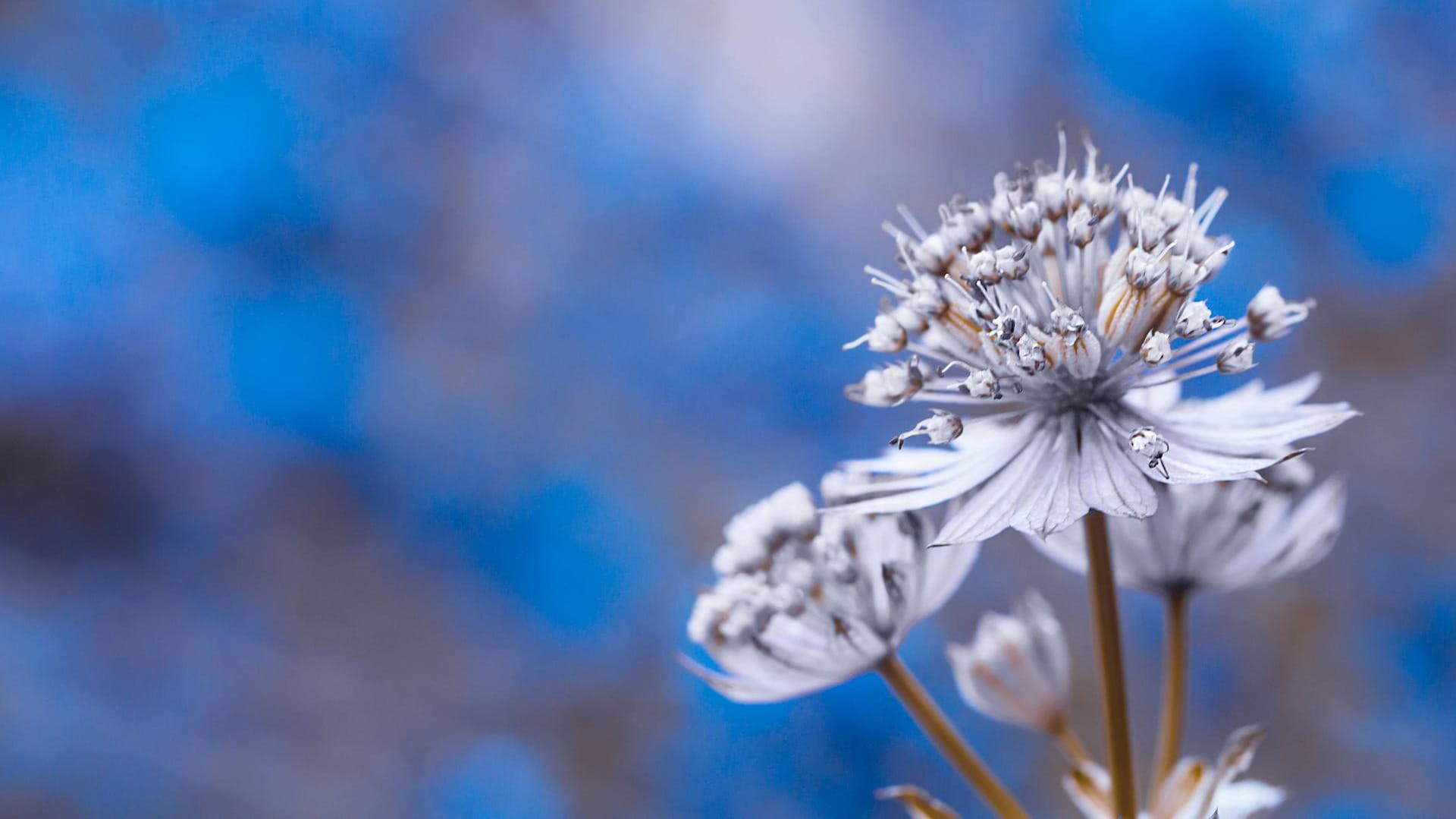 Große Sterndolde (Astrantia major): Ihre Blütendolde kann auch bläulich schimmern.