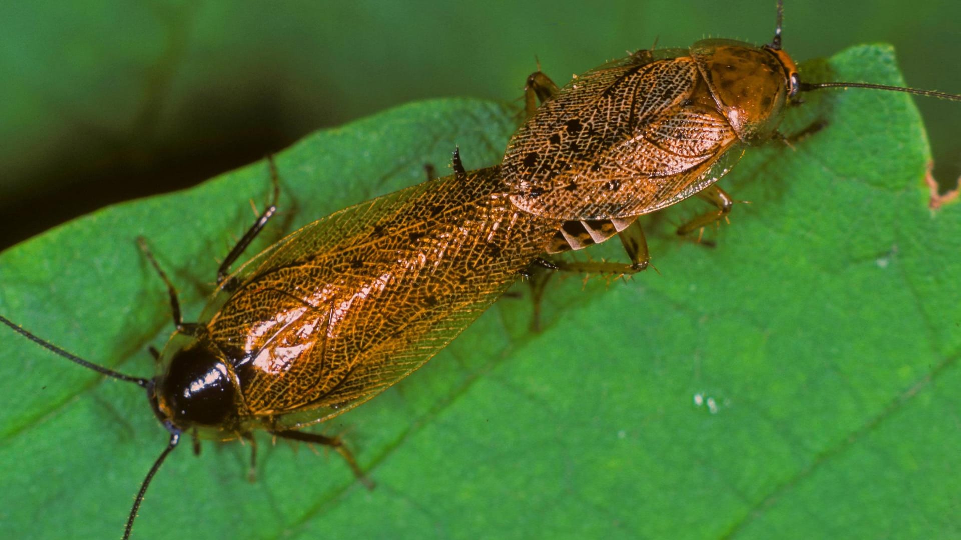 Waldschabe: Waldschaben sind für den Menschen ungefährlich.