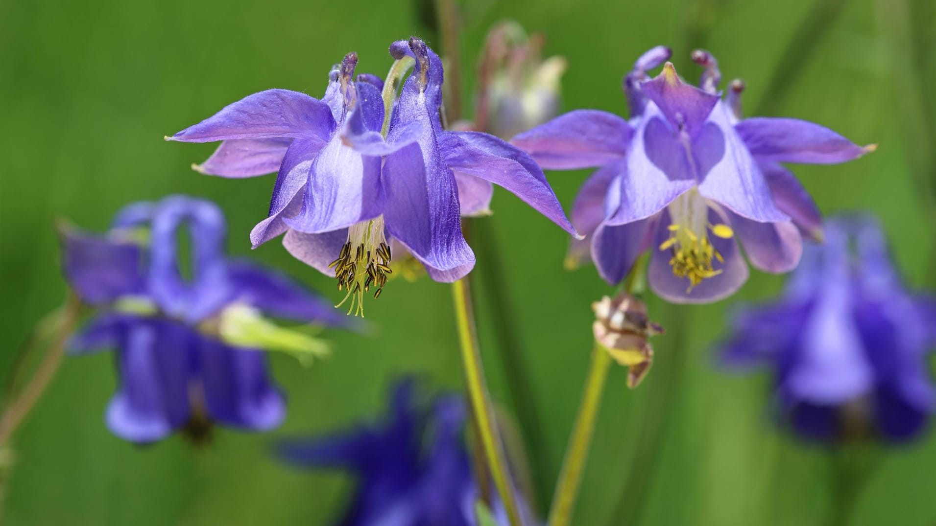 Gemeine Akelei (Aquilegia vulgaris): Die verschiedenen Arten sind mehrjährig und als krautige, robuste Pflanzen bekannt.