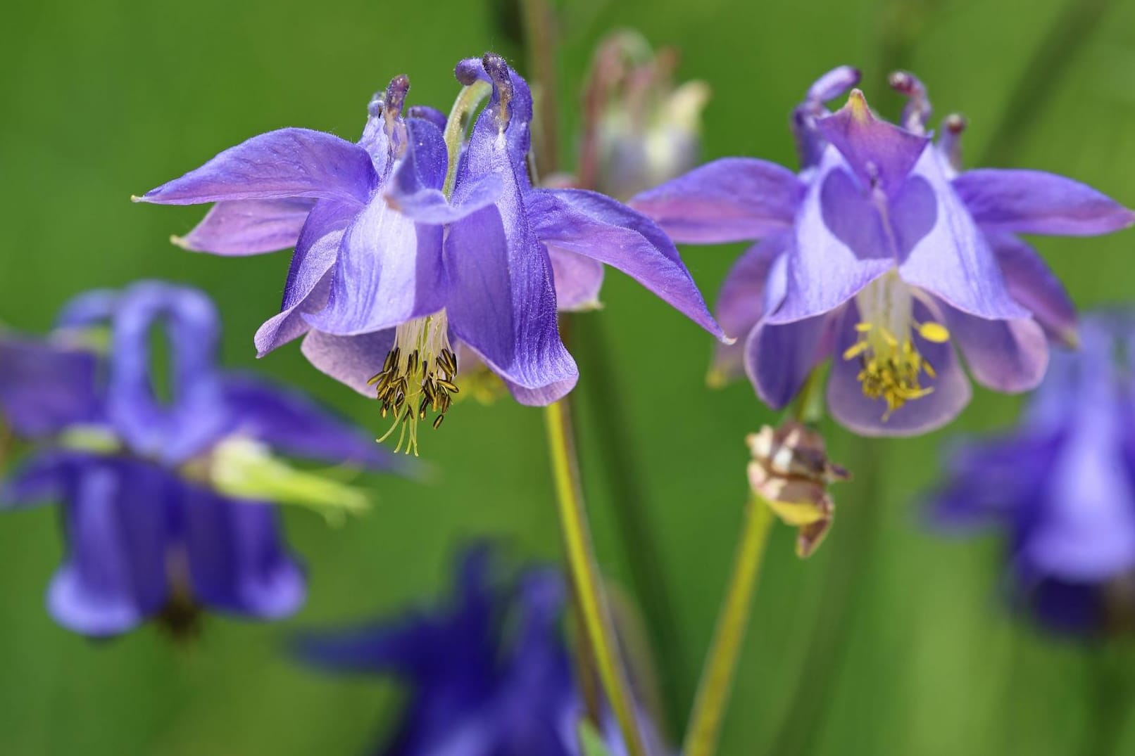 Gemeine Akelei (Aquilegia vulgaris): Die verschiedenen Arten sind mehrjährig und als krautige, robuste Pflanzen bekannt.