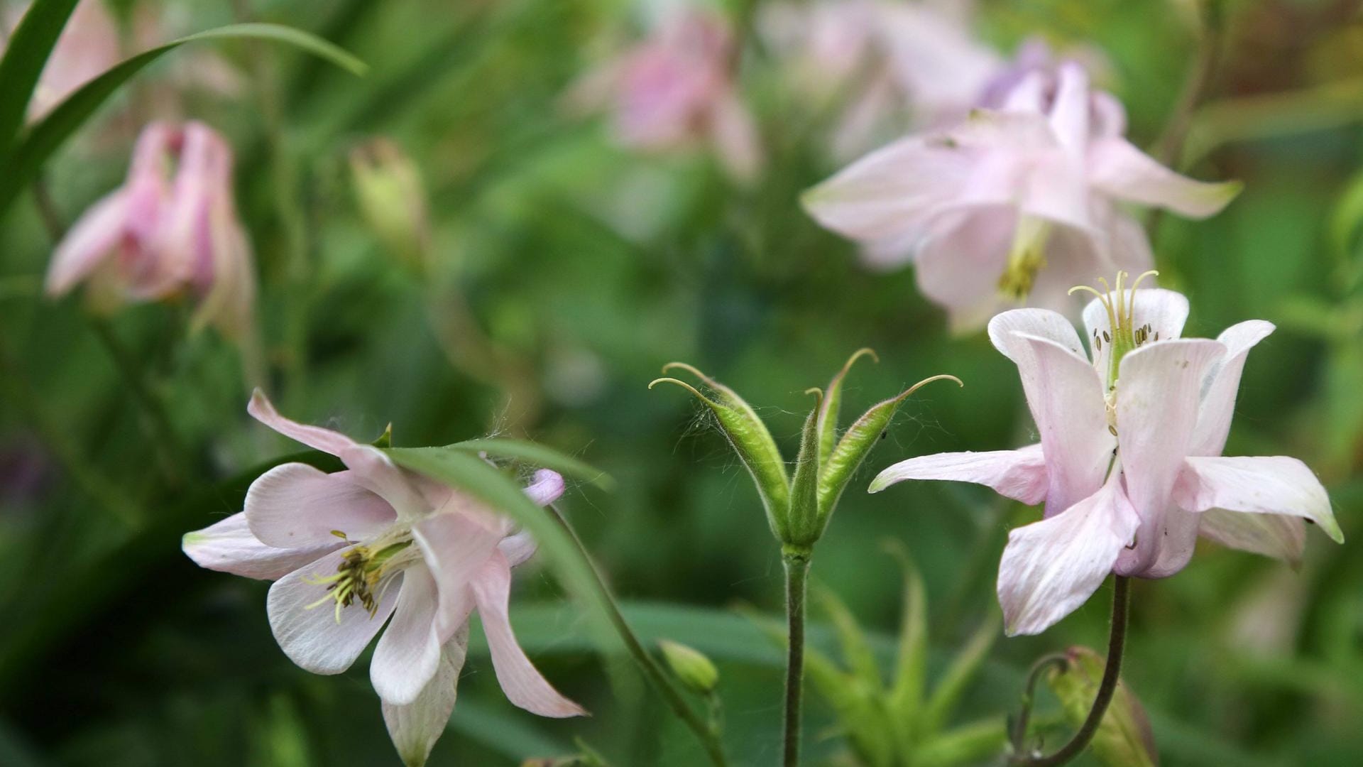 Akelei (Aquilegia): Weiße oder rosa blühende Sorten stammen meist aus Europa und Asien.