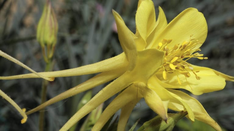 Akelei 'Yellow Queen' (Aquilegia chrysantha): Sie trägt von Mai bis Juni goldgelbe, glockenförmige Blüten.