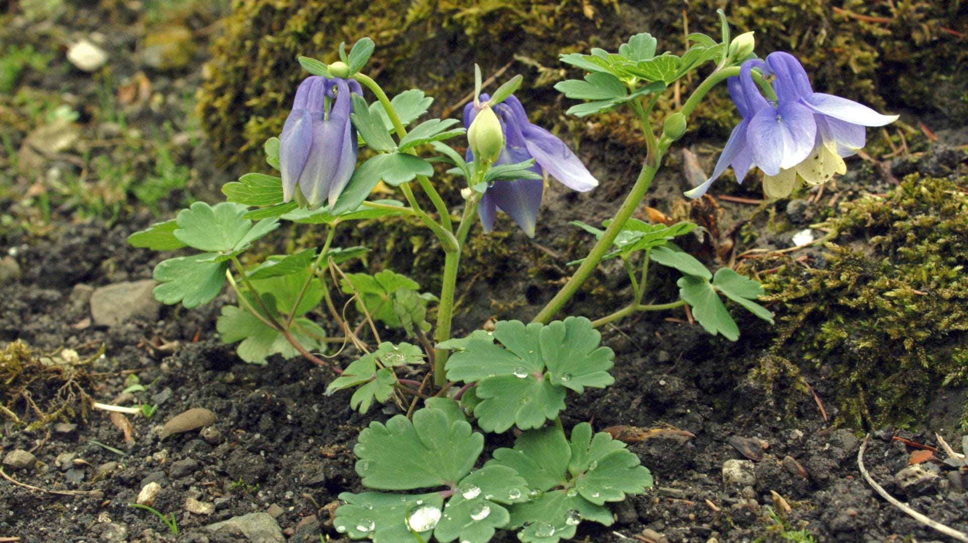 Akelei 'Ministar' (Aquilegia flabellata): Die auch als Zwerg-Akelei bekannte Sorte hat einen kompakten, halbkugeligen Wuchs und passt gut in Steingärten.