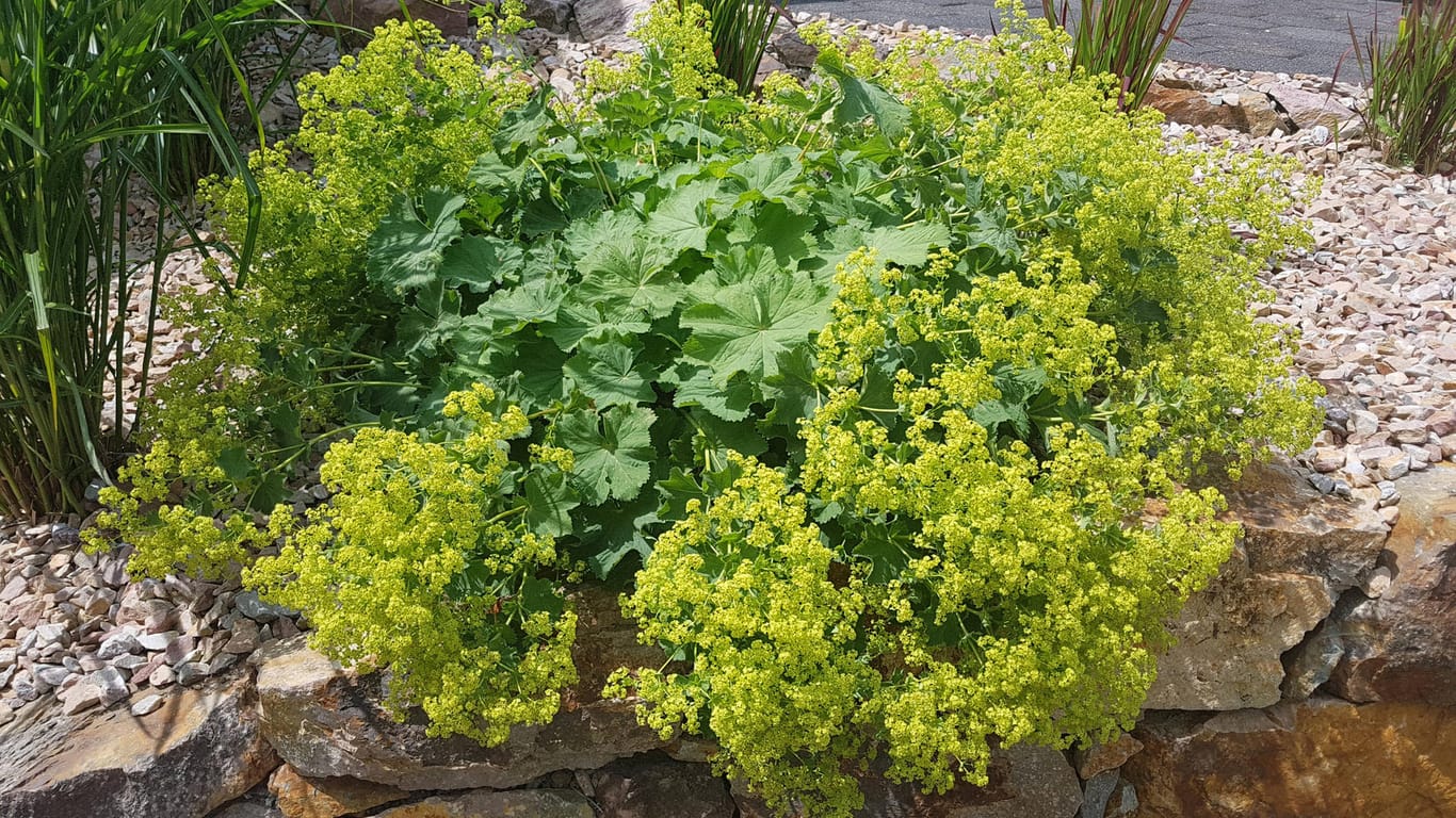 Frauenmantel (Alchemilla): Der Bodendecker trägt grün-gelbe Blüten und passt gut in Steingärten.