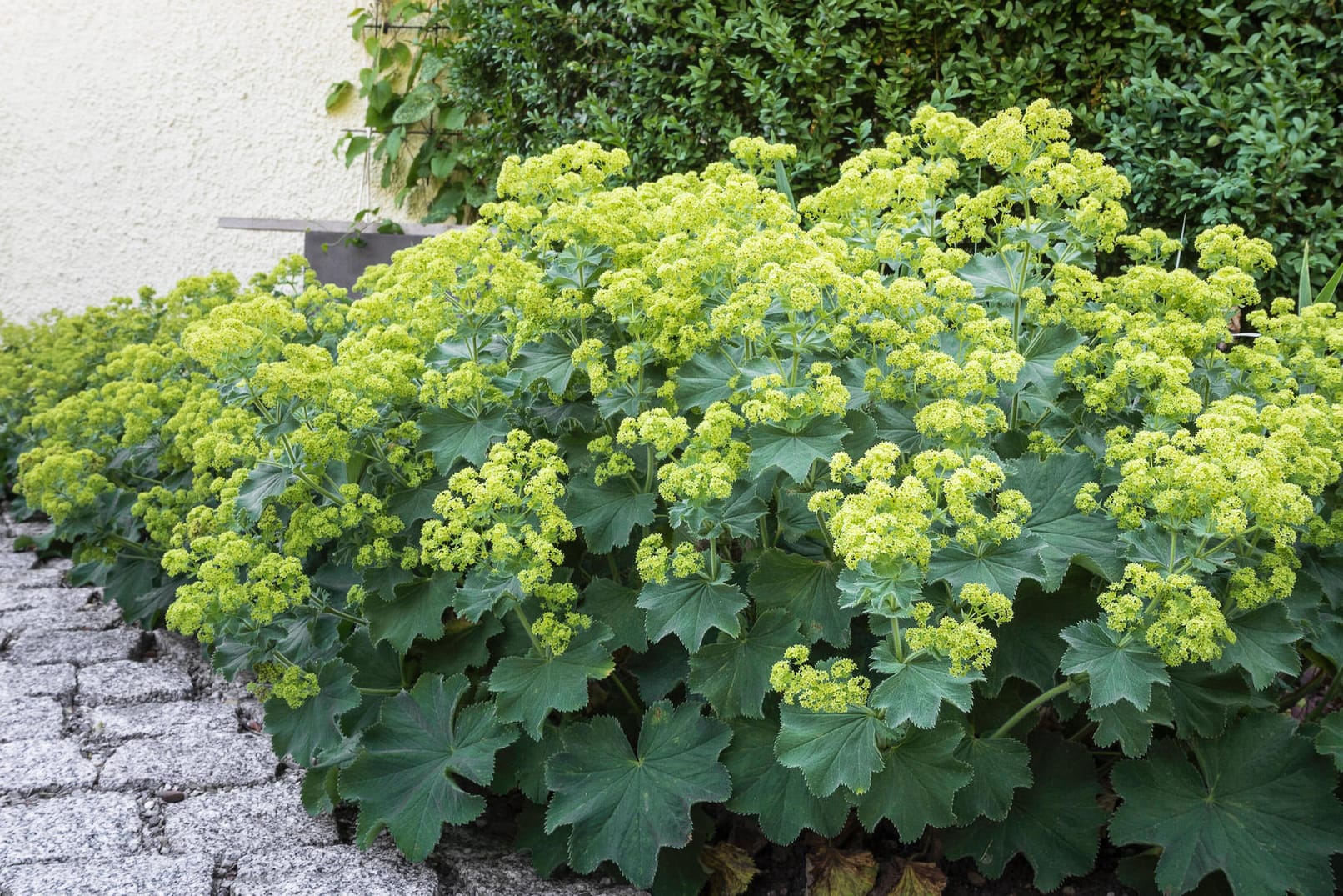 Frauenmantel (Alchemilla): Er eignet sich wunderbar als Wegbegrenzung.