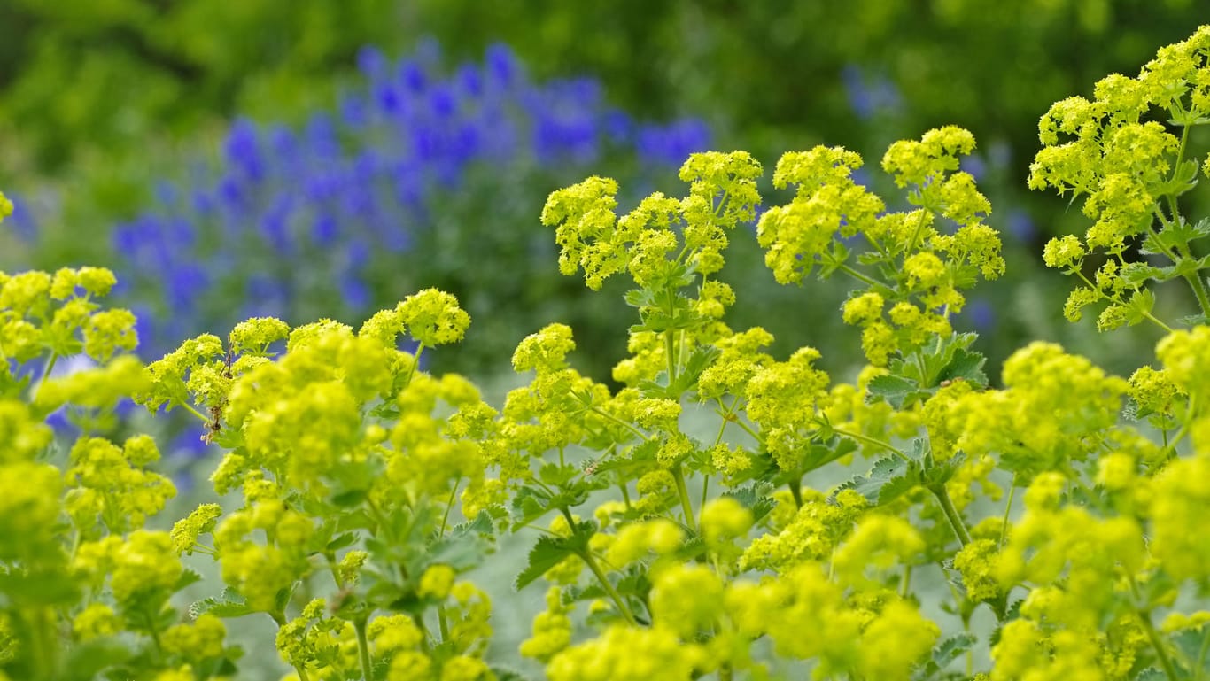 Weicher Frauenmantel (Alchemilla mollis): Seine gelben Blüten passen optimal zu blau blühenden Pflanzen.