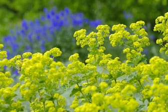 Weicher Frauenmantel (Alchemilla mollis): Seine gelben Blüten passen optimal zu blau blühenden Pflanzen.