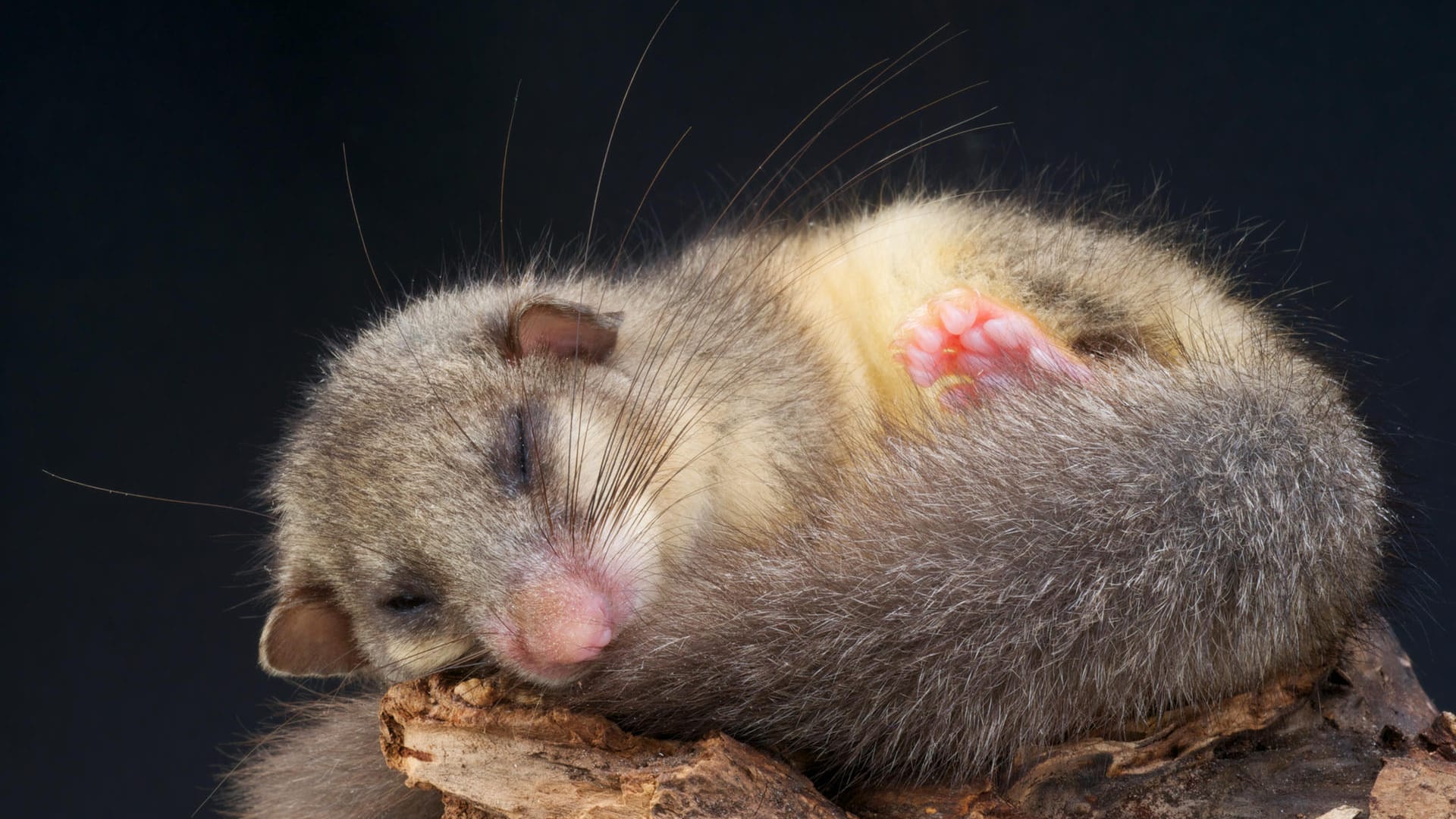 Siebenschläfer: Die Tiere ernähren sich fast ausschließlich vegetarisch.