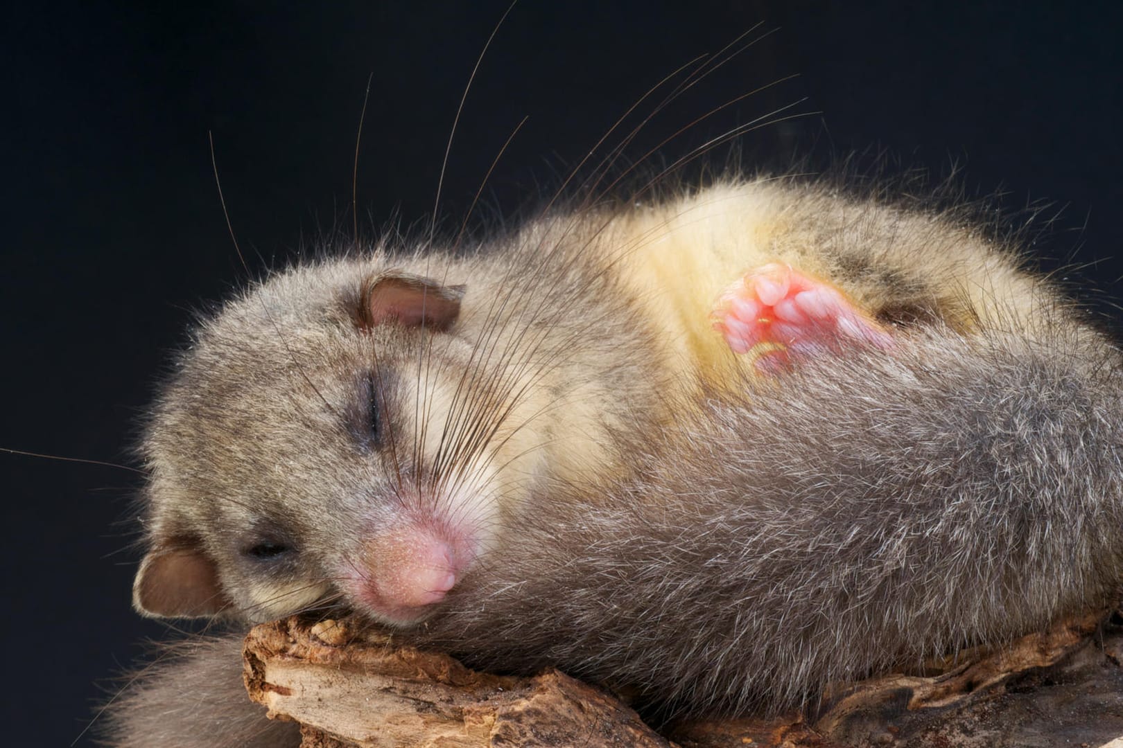 Siebenschläfer: Die Tiere ernähren sich fast ausschließlich vegetarisch.