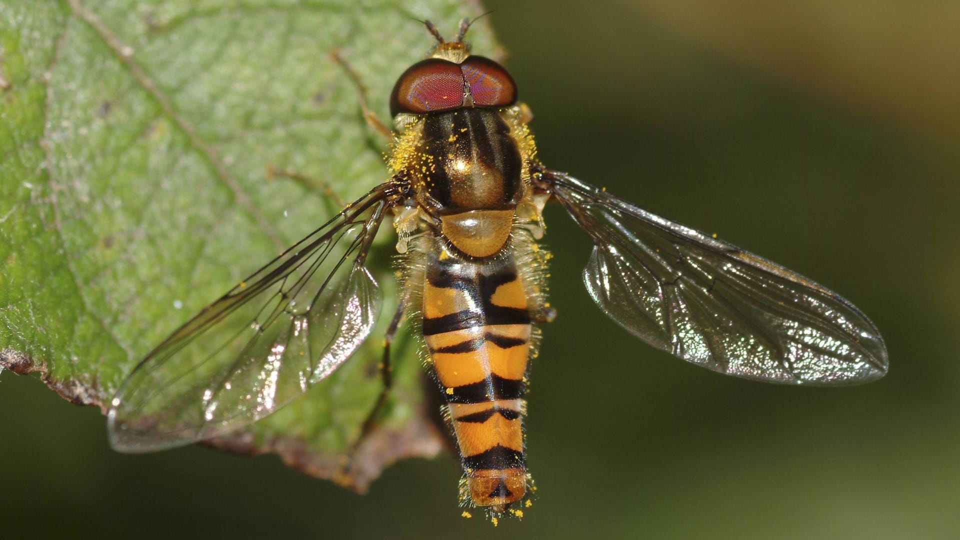 Hainschwebfliege (Episyrphus balteatus): Sie ist auch unter dem Namen Winterschwebfliege bekannt.