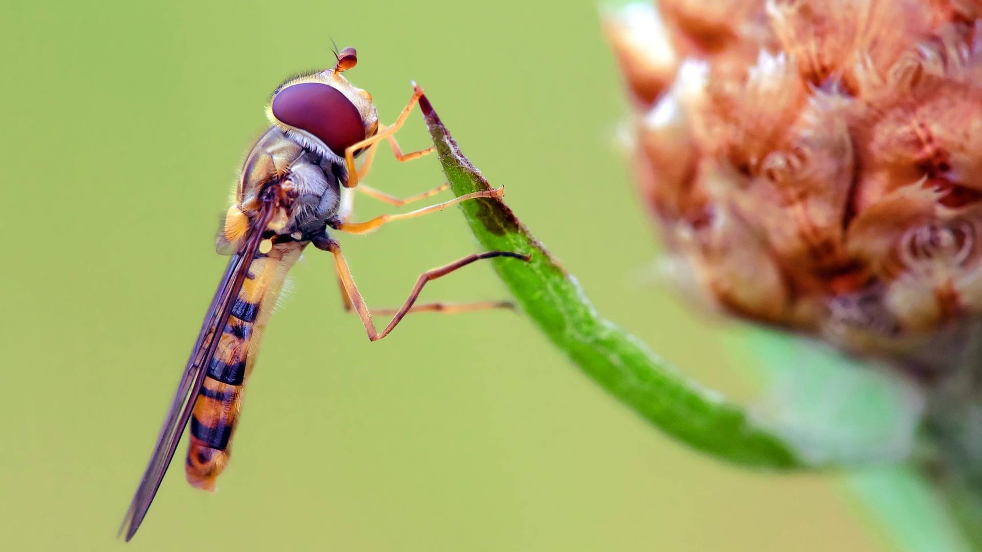 Hainschwebfliege (Episyrphus balteatus): Sie wird zwischen acht und zwölf Millimeter groß.