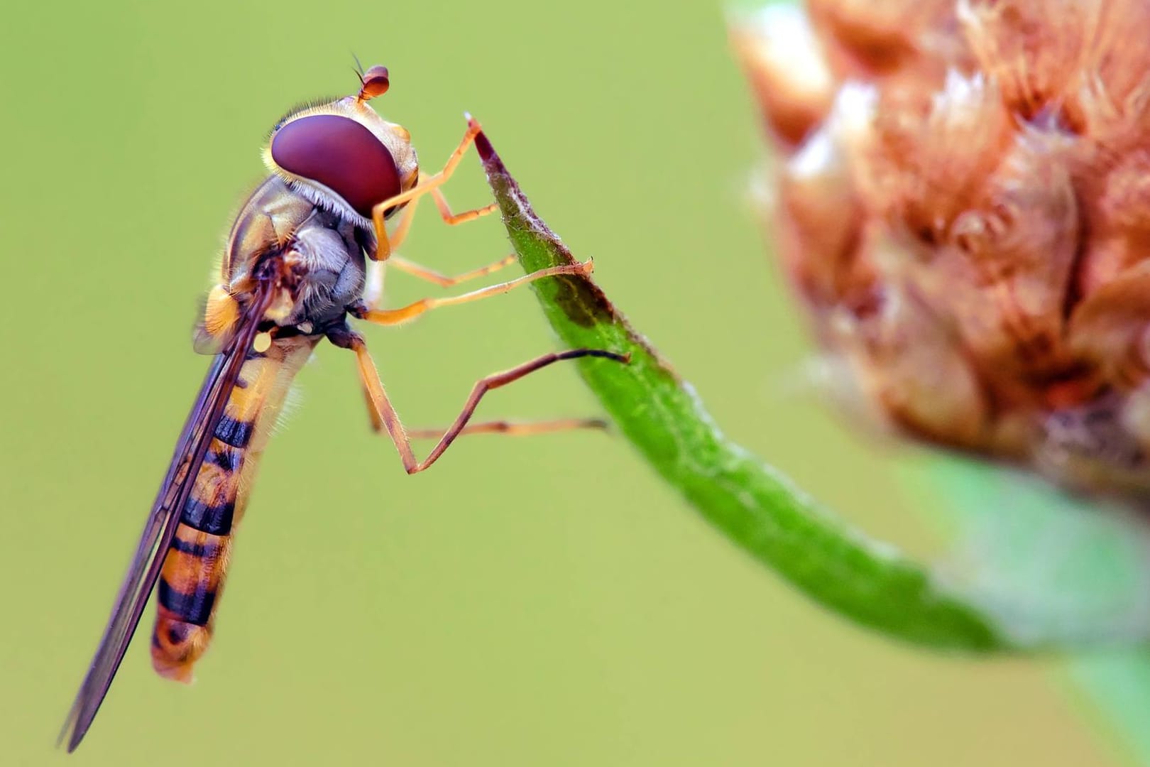 Hainschwebfliege (Episyrphus balteatus): Sie wird zwischen acht und zwölf Millimeter groß.