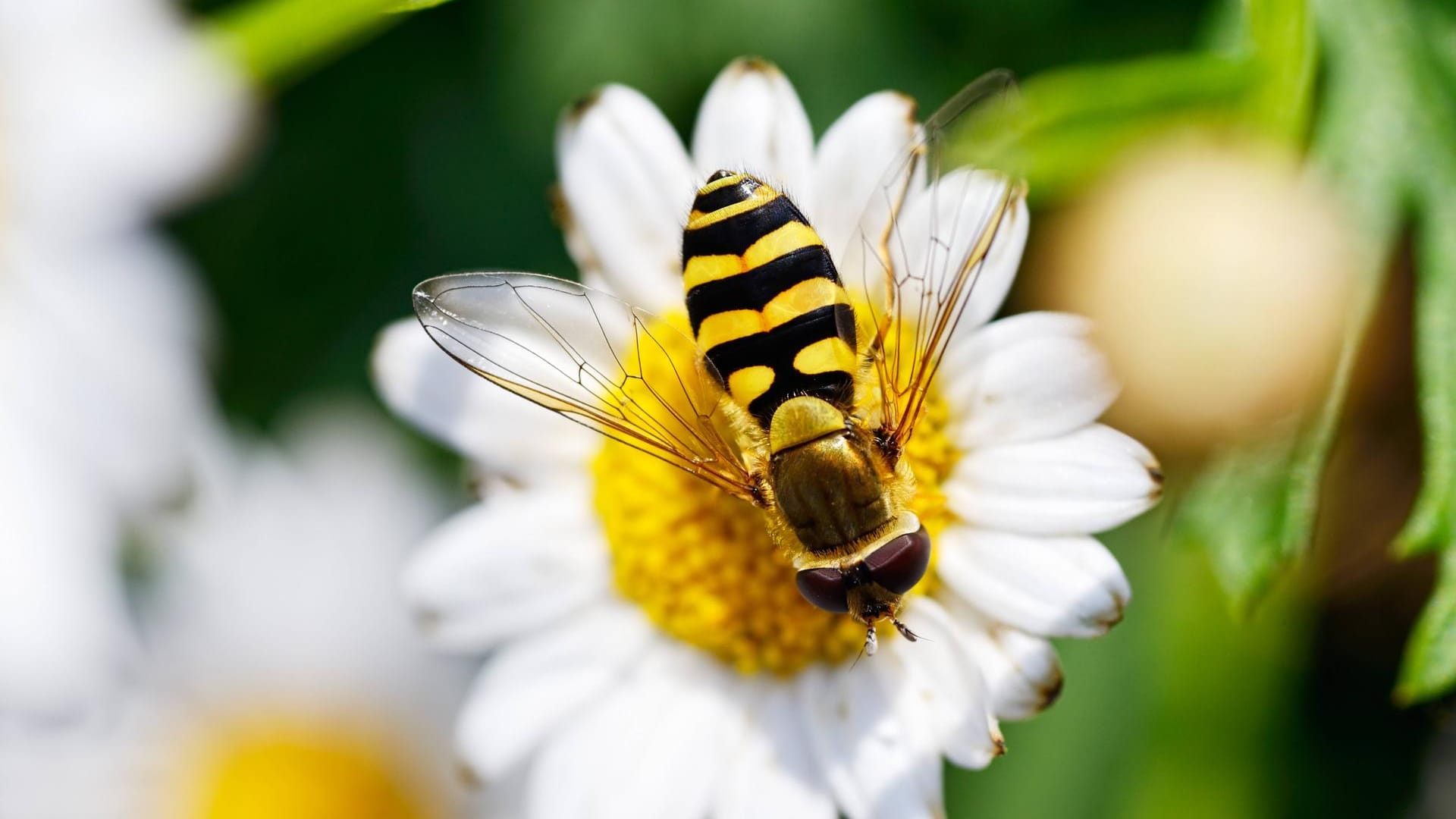 Große Schwebfliege (Syrphus ribesii): Sie ist auch als Gemeine Garten-Schwebfliege bekannt.