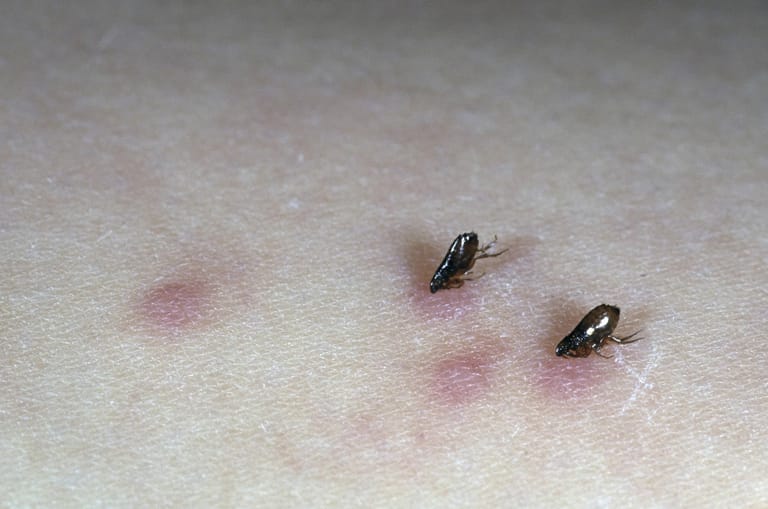 Insektenstich Welches Insekt hat mich gestochen?