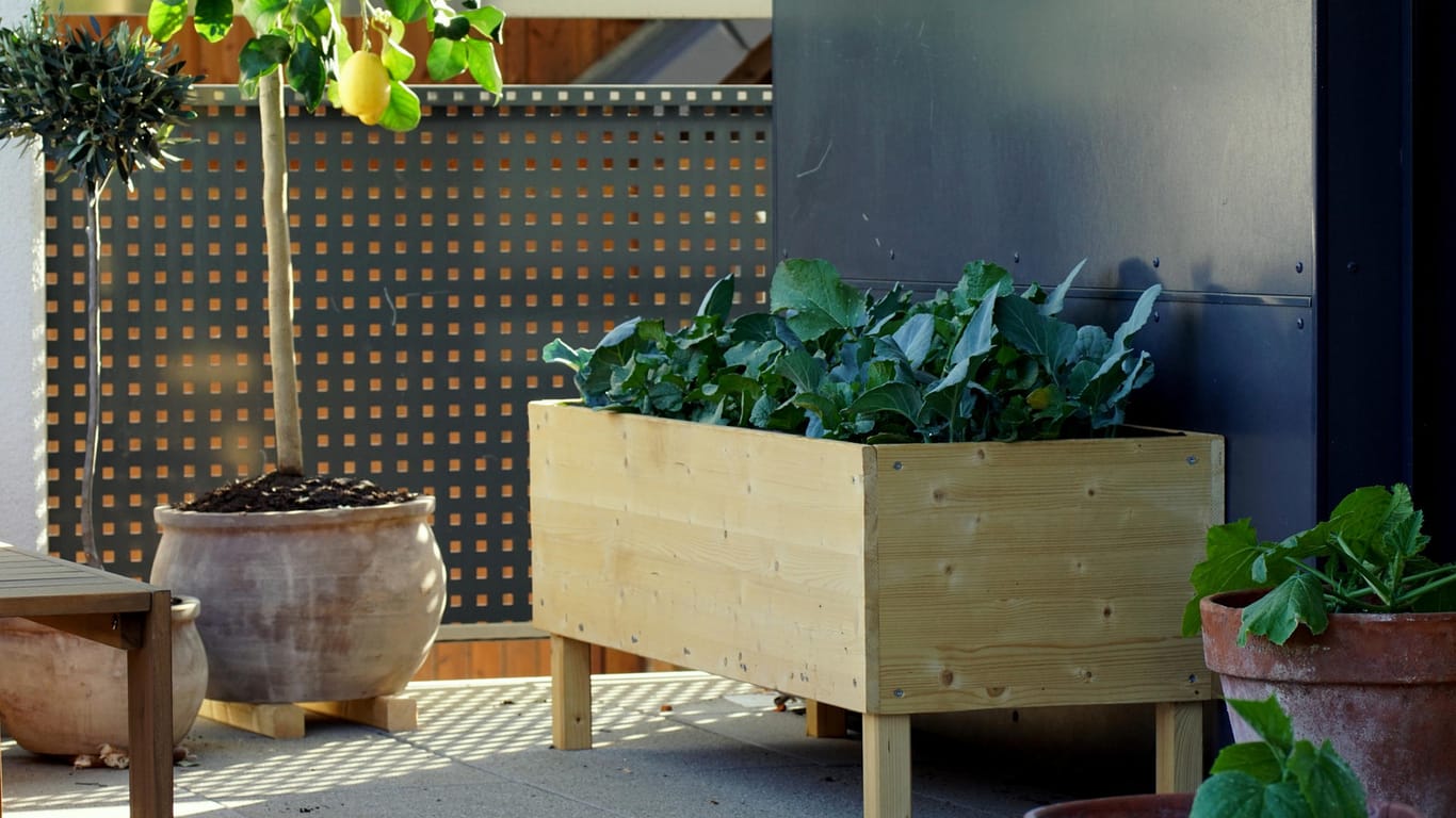 Gestaltung: Bereits die richtigen Pflanzen sorgen für ein mediterranes Feeling auf dem Balkon oder der Dachterrasse.