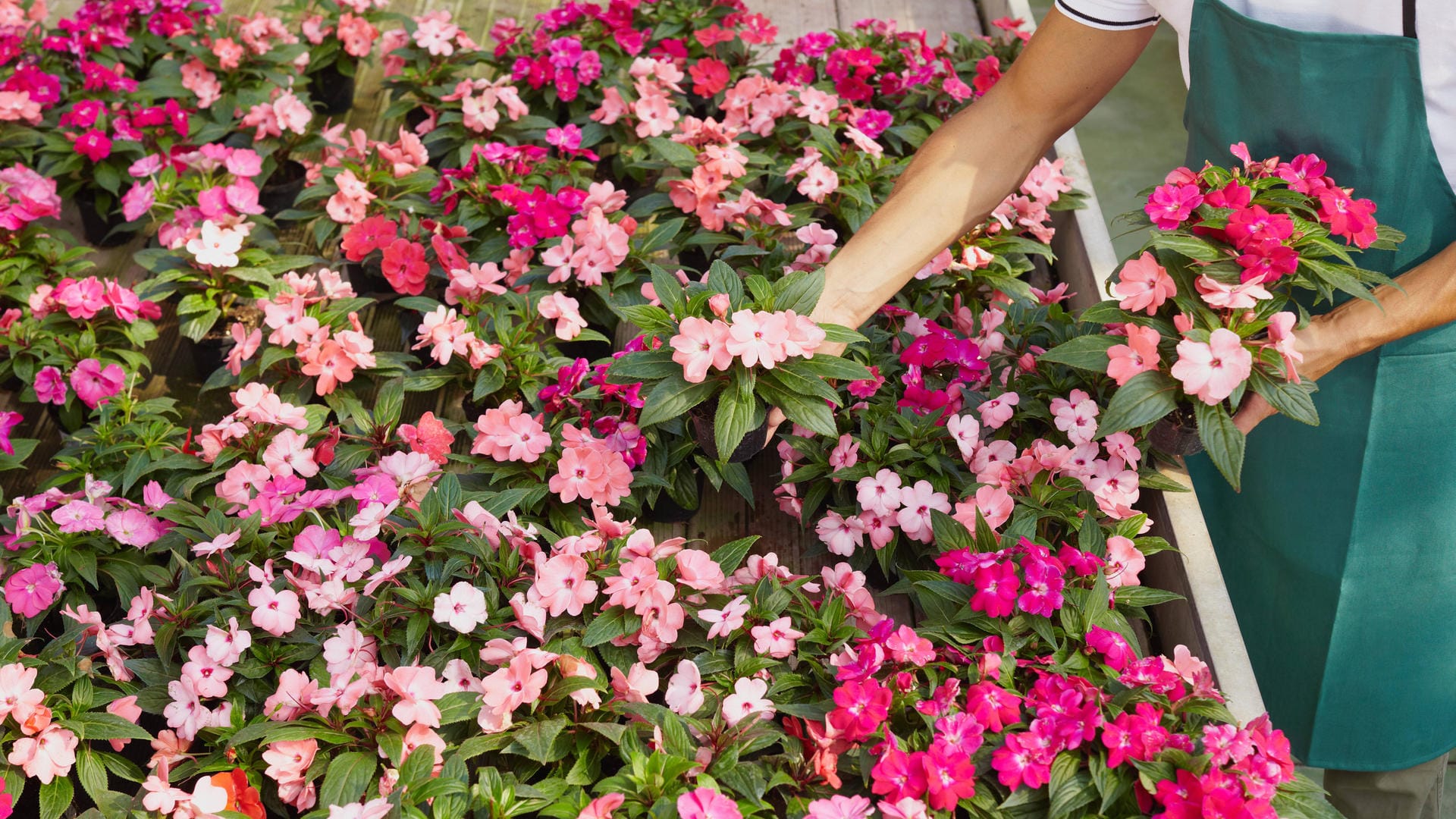 Fleißiges Lieschen (Impatiens walleriana): Der Handel bietet viele Rosa-, Rot- und Violetttöne an.