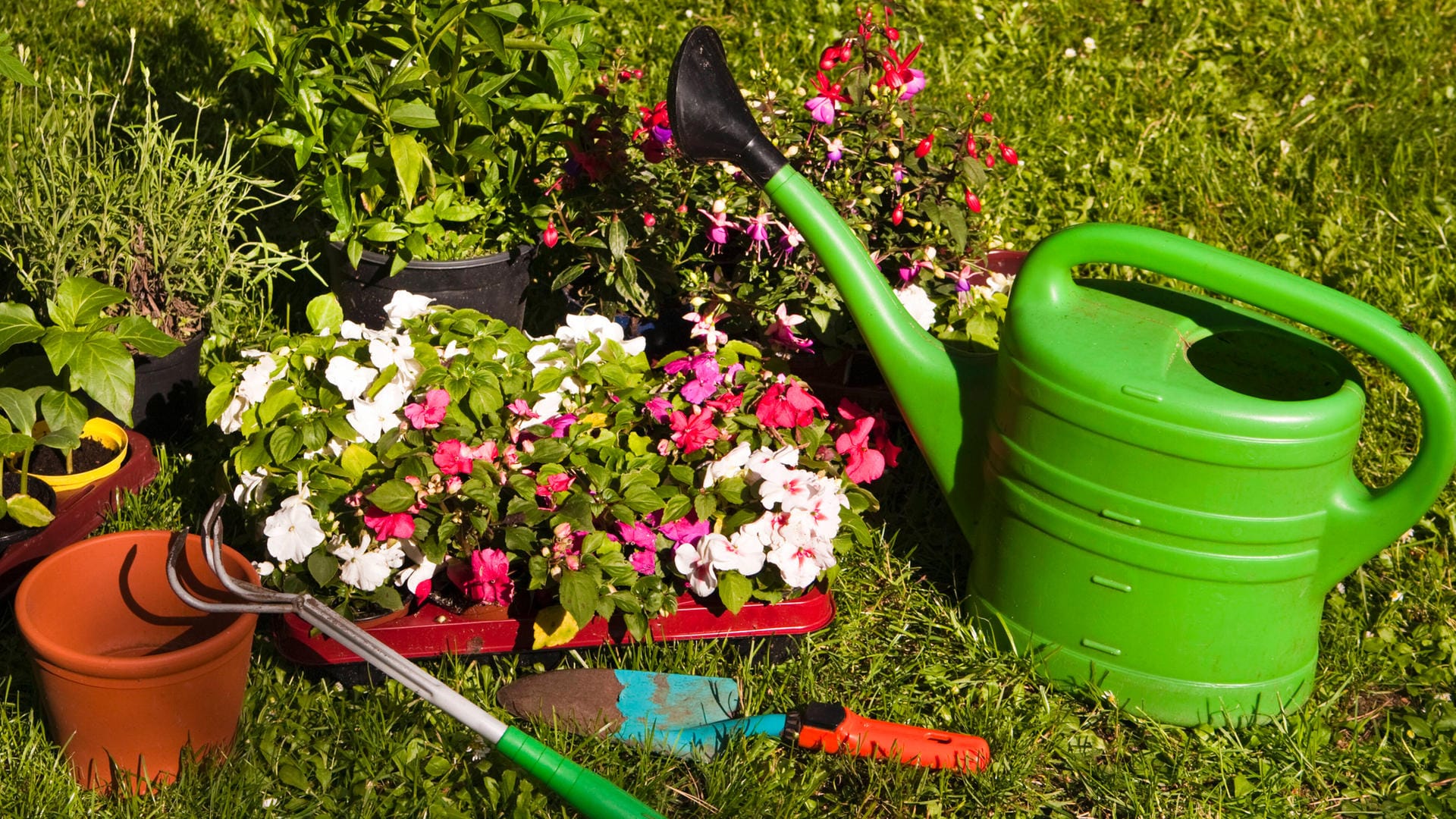 Fleißiges Lieschen (Impatiens walleriana): Die Garten- und Balkonpflanze wird zumeist im 6er- oder 10er-Tray im Handel angeboten.