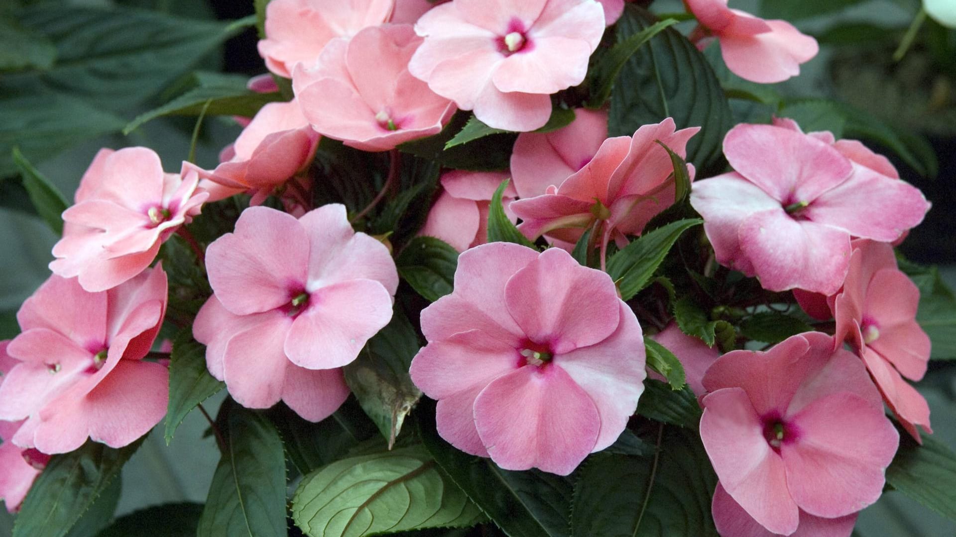 Fleißiges Lieschen (Impatiens walleriana): Zarte Rosatöne sind bei Hobbygärtnern besonders beliebt.