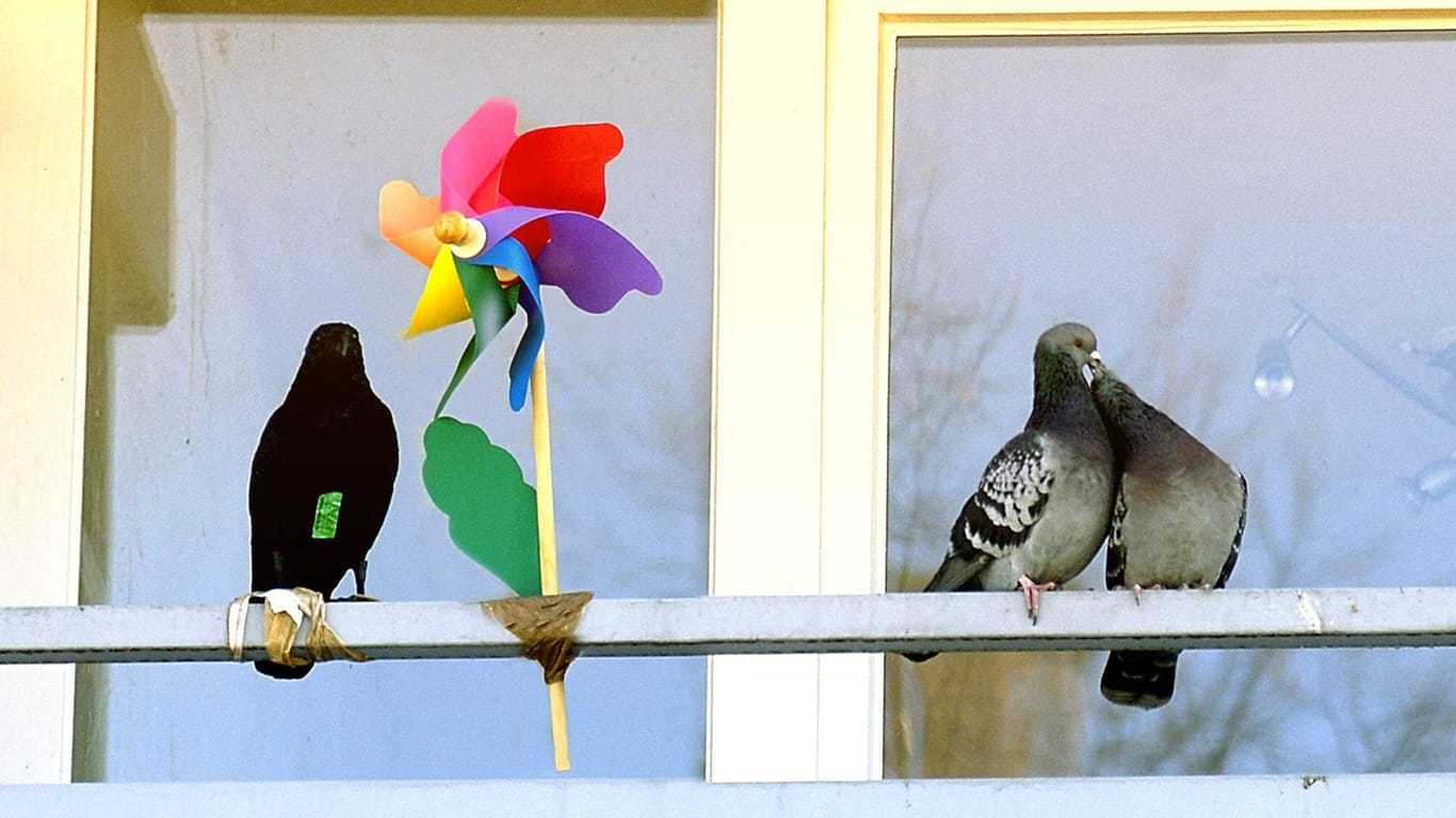 Attrappen: Tauben gewöhnen sich schnell an Gegenstände, die sie eigentlich verscheuchen sollten.