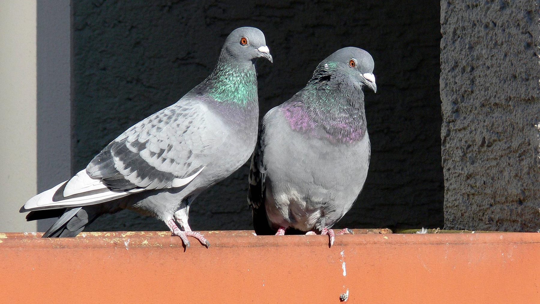 Tauben vertreiben: So halten Sie die Vögel vom Balkon und Fenster fern