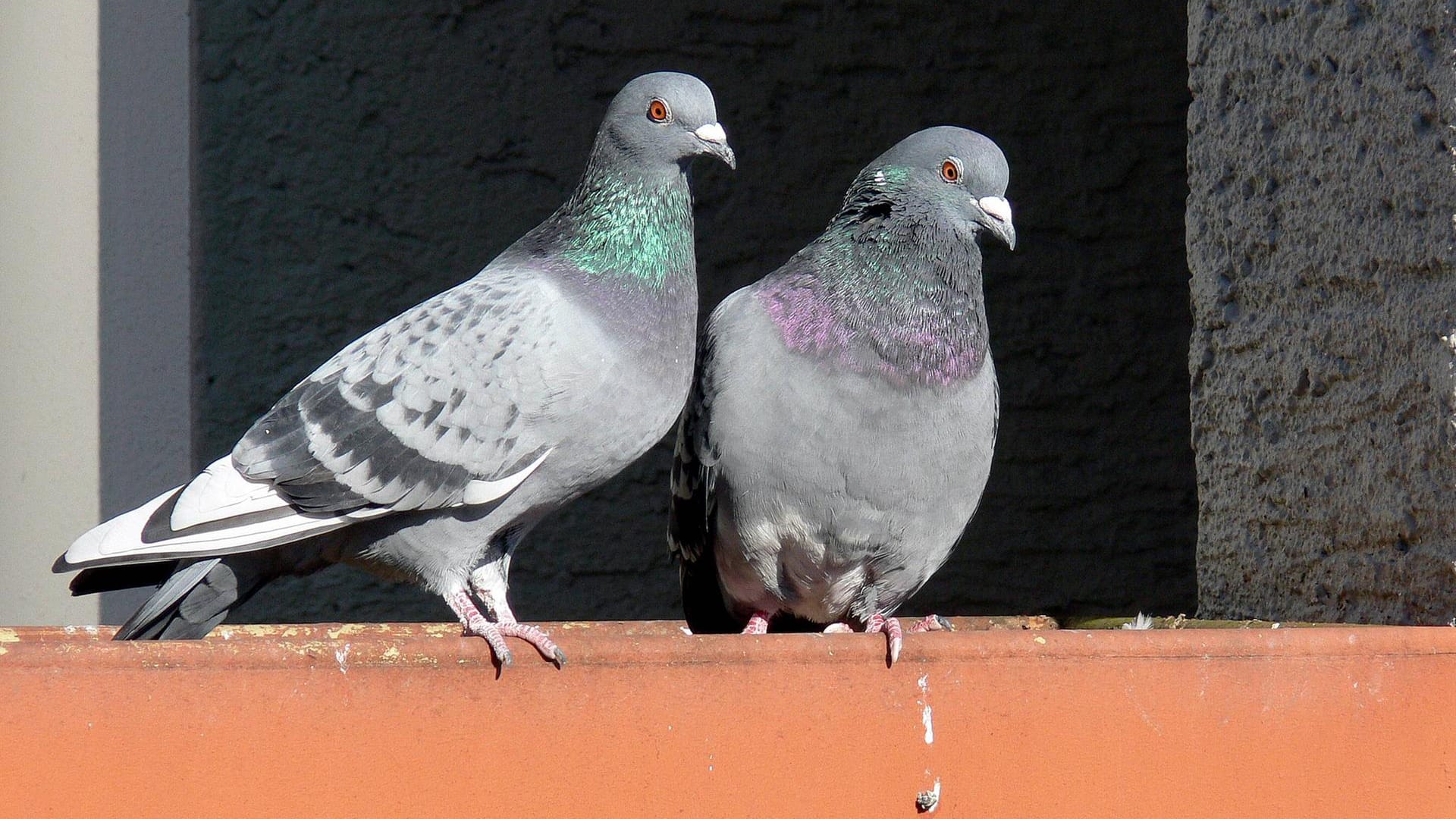 Tauben: Vogelkot ist sehr aggressiv und kann daher Oberflächen schaden.