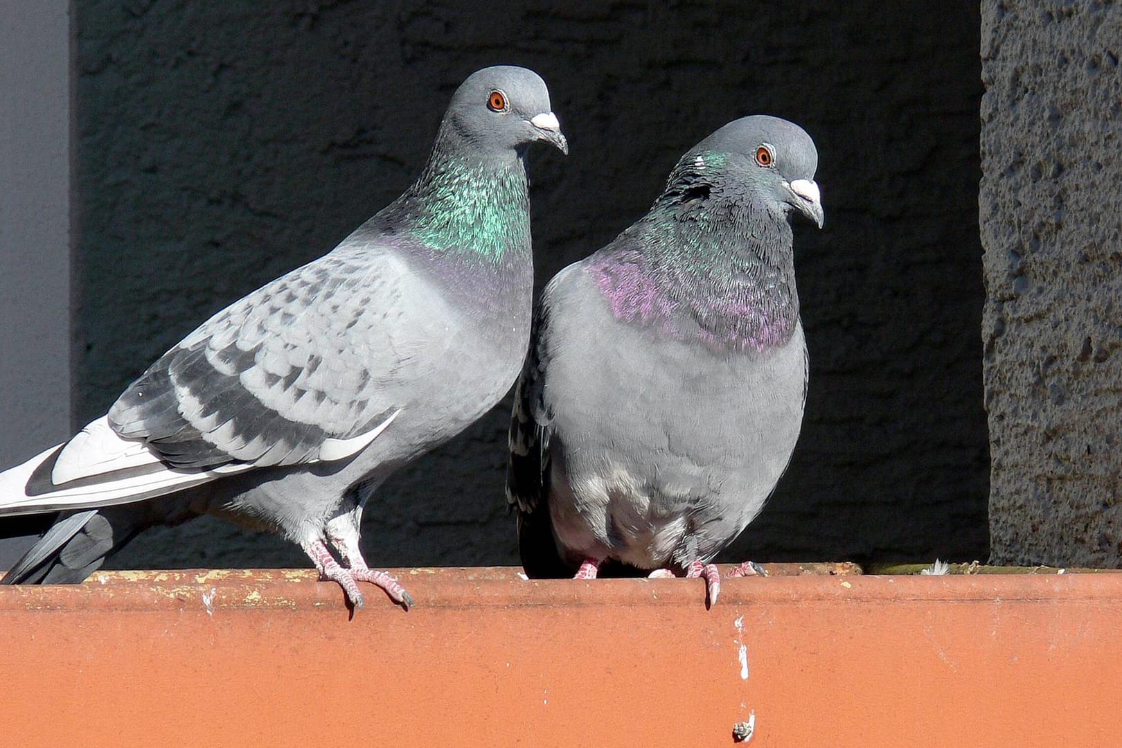 Tauben: Vogelkot ist sehr aggressiv und kann daher Oberflächen schaden.