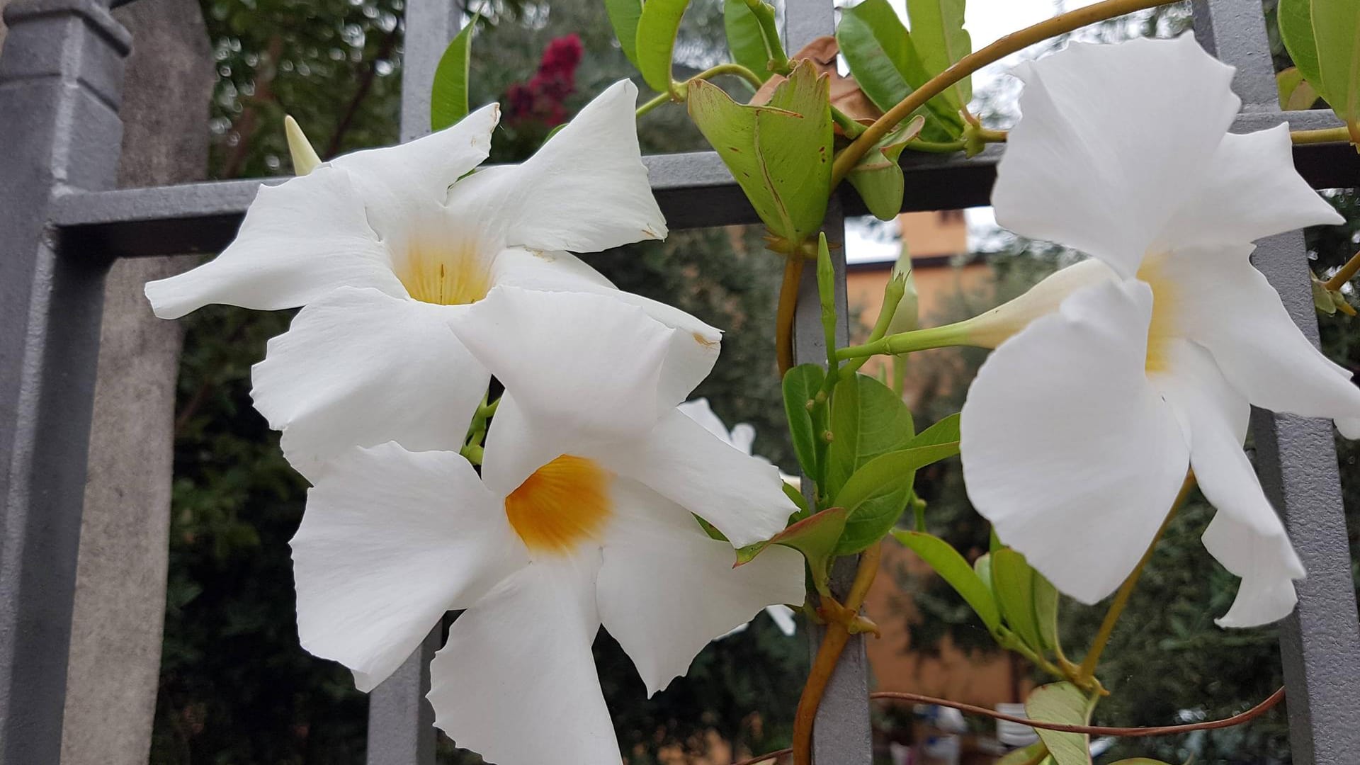 Dipladenia (Mandevilla): Mit ihren Blüten klettert sie gern an Zäunen empor.