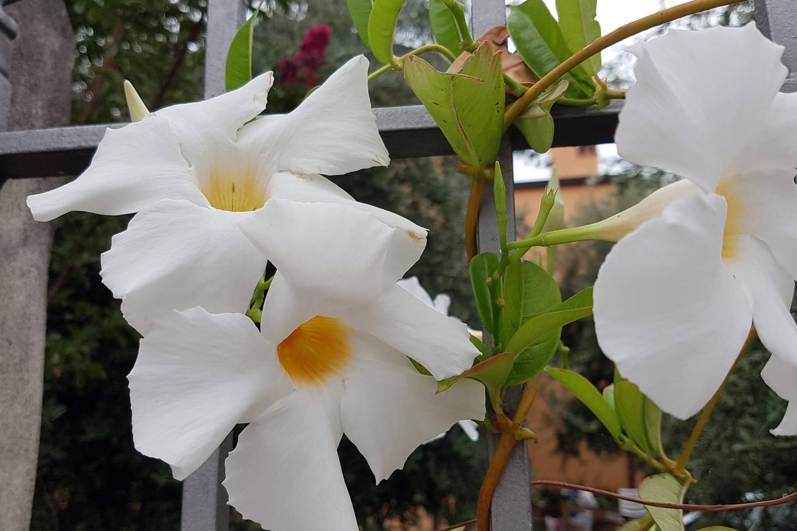 Dipladenia (Mandevilla): Mit ihren Blüten klettert sie gern an Zäunen empor.