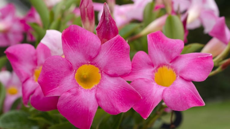 Dipladenia (Mandevilla splendens): Ihre hell rosafarbenen, trichterförmigen Blüten öffnen sich im Juli und August.