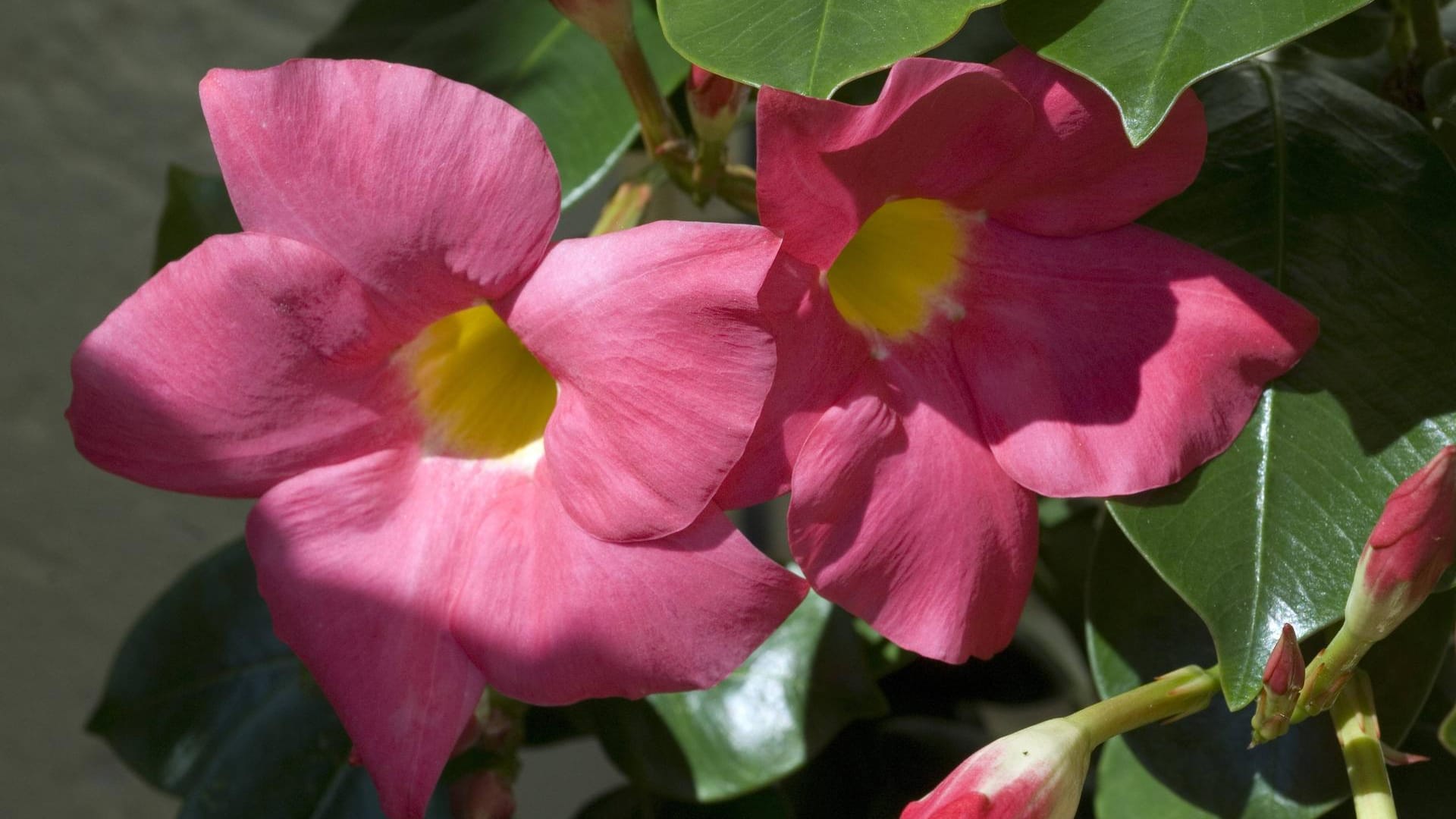 Dipladenia (Mandevilla): Sie blüht fast den ganzen Sommer lang.