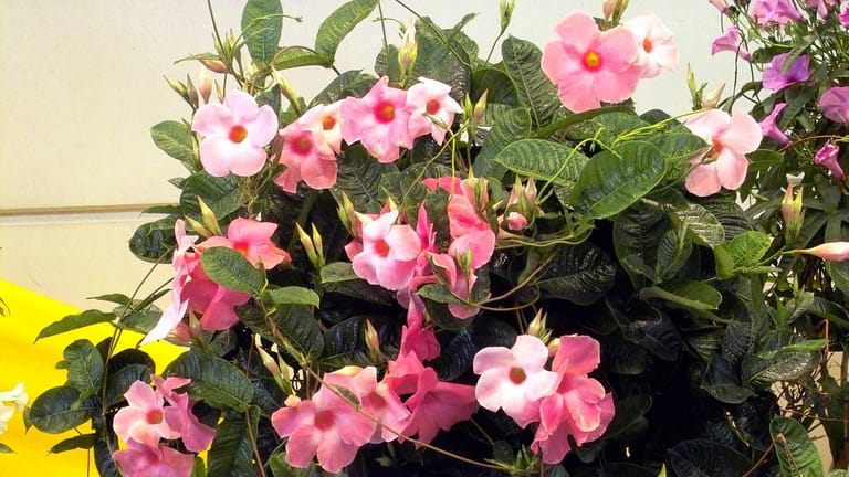 Dipladenia Pflege und richtiger Standort