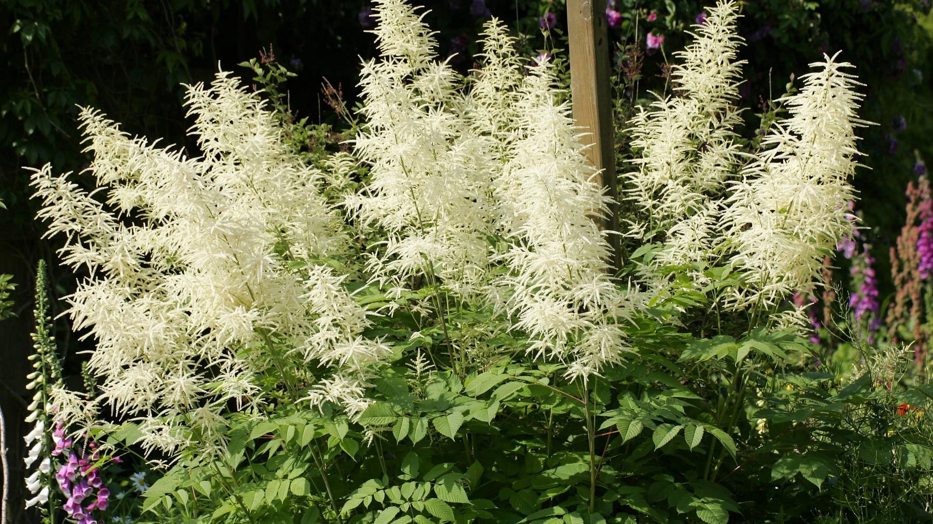 Blühender Waldgeißbart (Aruncus dioicus): Die hochwachsende Staude bildet große Blütenrispen.