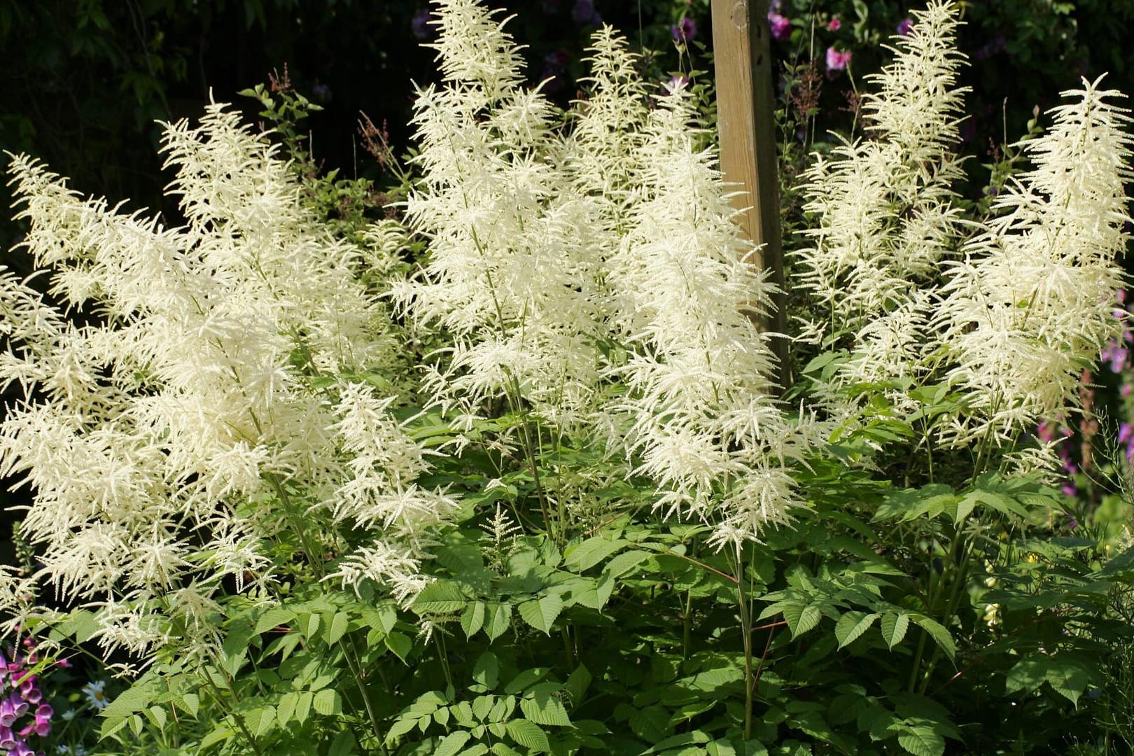 Blühender Waldgeißbart (Aruncus dioicus): Die hochwachsende Staude bildet große Blütenrispen.