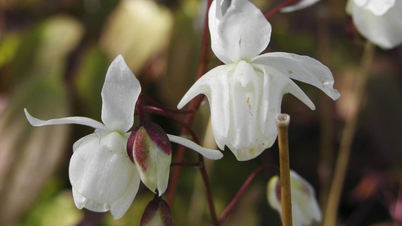 Elfenblume (Epimedium): Die Art 'Epimedium grandiflorum', auch: Großblütige Elfenblume, bildet weiße, orchideenartige Blüten.