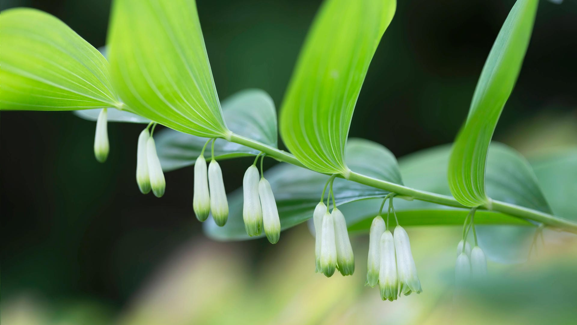 Echtes Salomonssiegel (Polygonatum odoratum): Die Blüten duften lieblich nach Bittermandel.