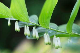 Echtes Salomonssiegel (Polygonatum odoratum): Die Blüten duften lieblich nach Bittermandel.