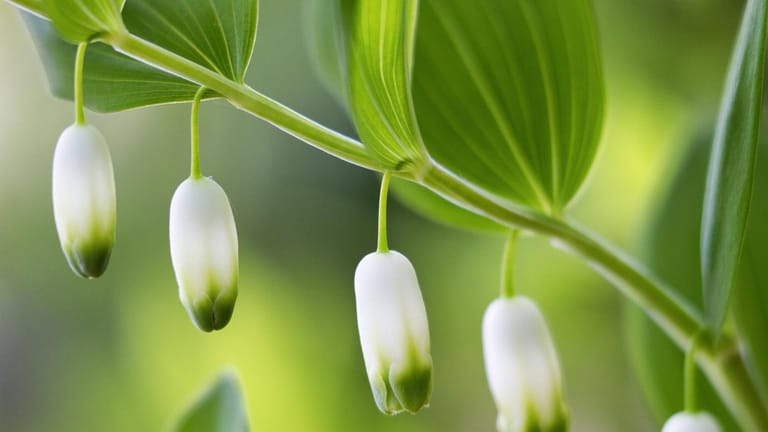 Echtes Salomonssiegel (Polygonatum odoratum): Die röhrenförmigen, weißen, grün geränderten Blüten hängen paarweise an der Pflanzachse.