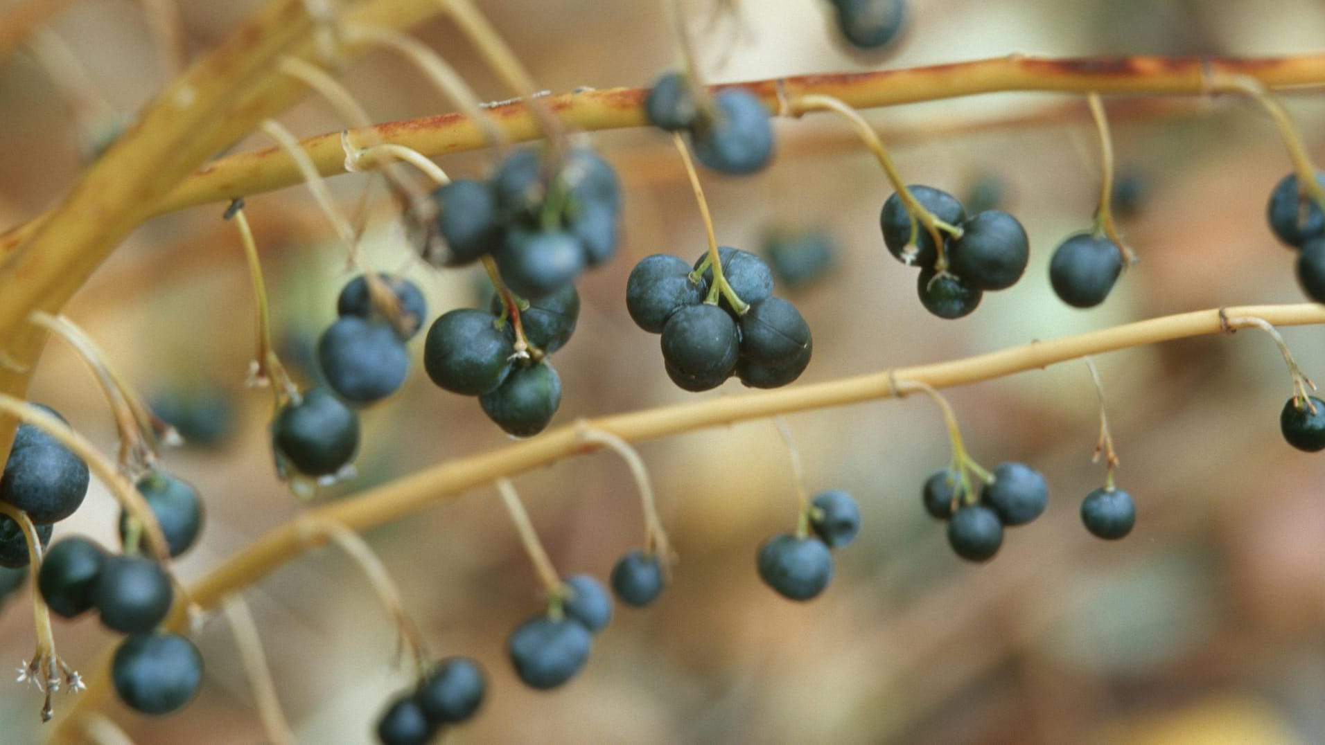 Echtes Salomonssiegel (Polygonatum odoratum): Die Beeren, die sich nach der Blüte der weißen Glöckchen bilden, sind stark giftig.