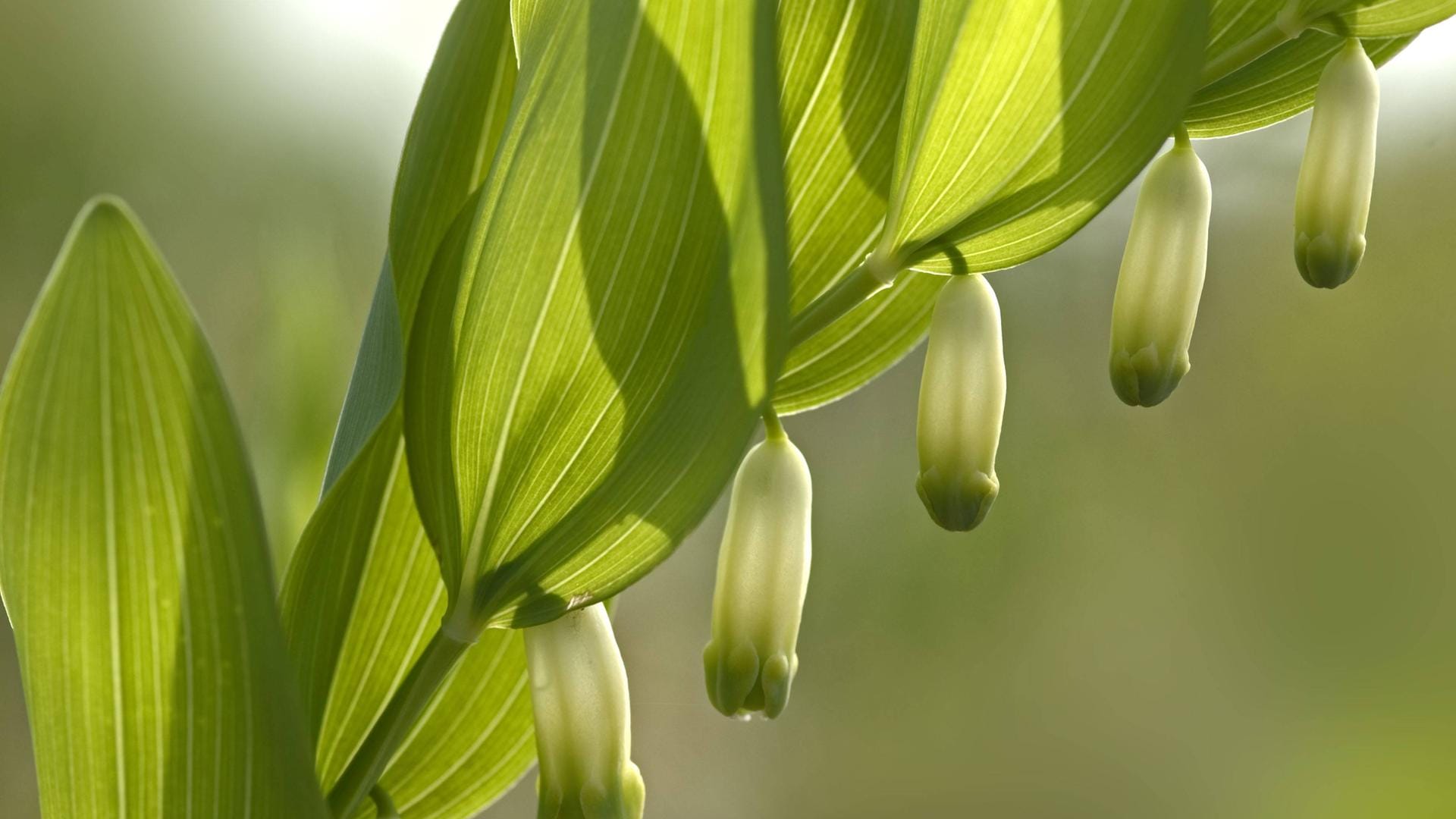 Vielblütiger Weißwurz (Polygonatum multiflorum): Er wird oftmals mit dem Echten Salomonssiegel (Polygonatum odoratum) verwechselt.