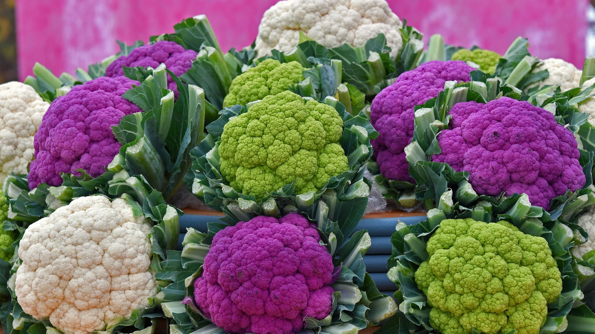 Blumenkohl: Es gibt ihn in verschiedenen Varianten, auch in grün und lila.