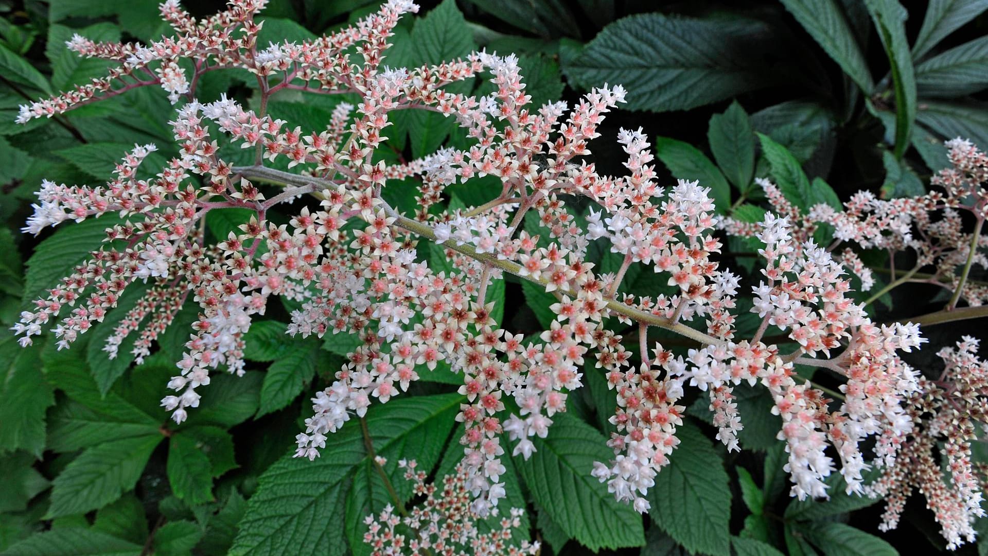 Schaublatt (Rodgersia aesculifola): Die Staude besitzt rosskastanien-ähnliche Blätter.