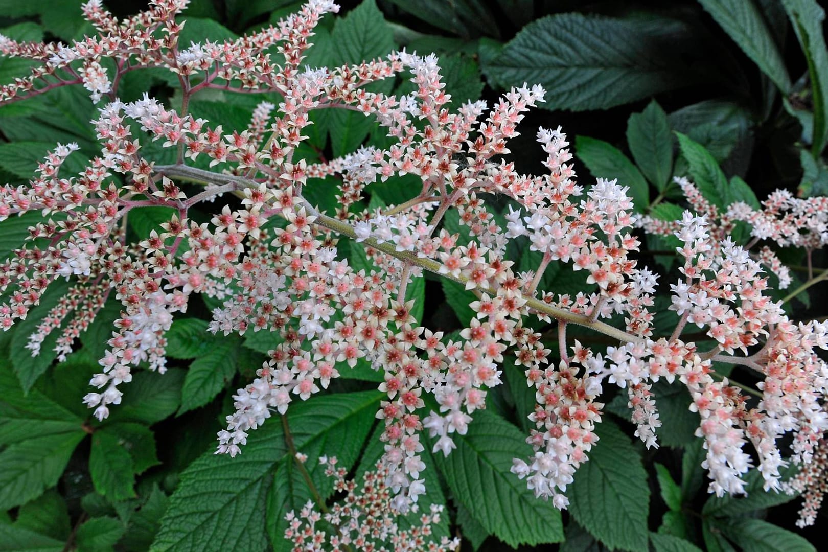 Schaublatt (Rodgersia aesculifola): Die Staude besitzt rosskastanien-ähnliche Blätter.